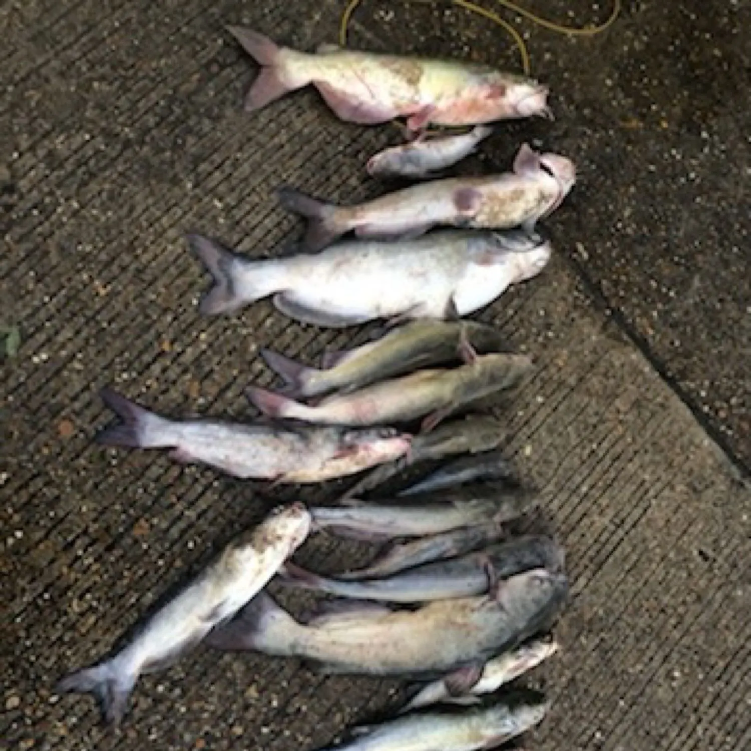 recently logged catches