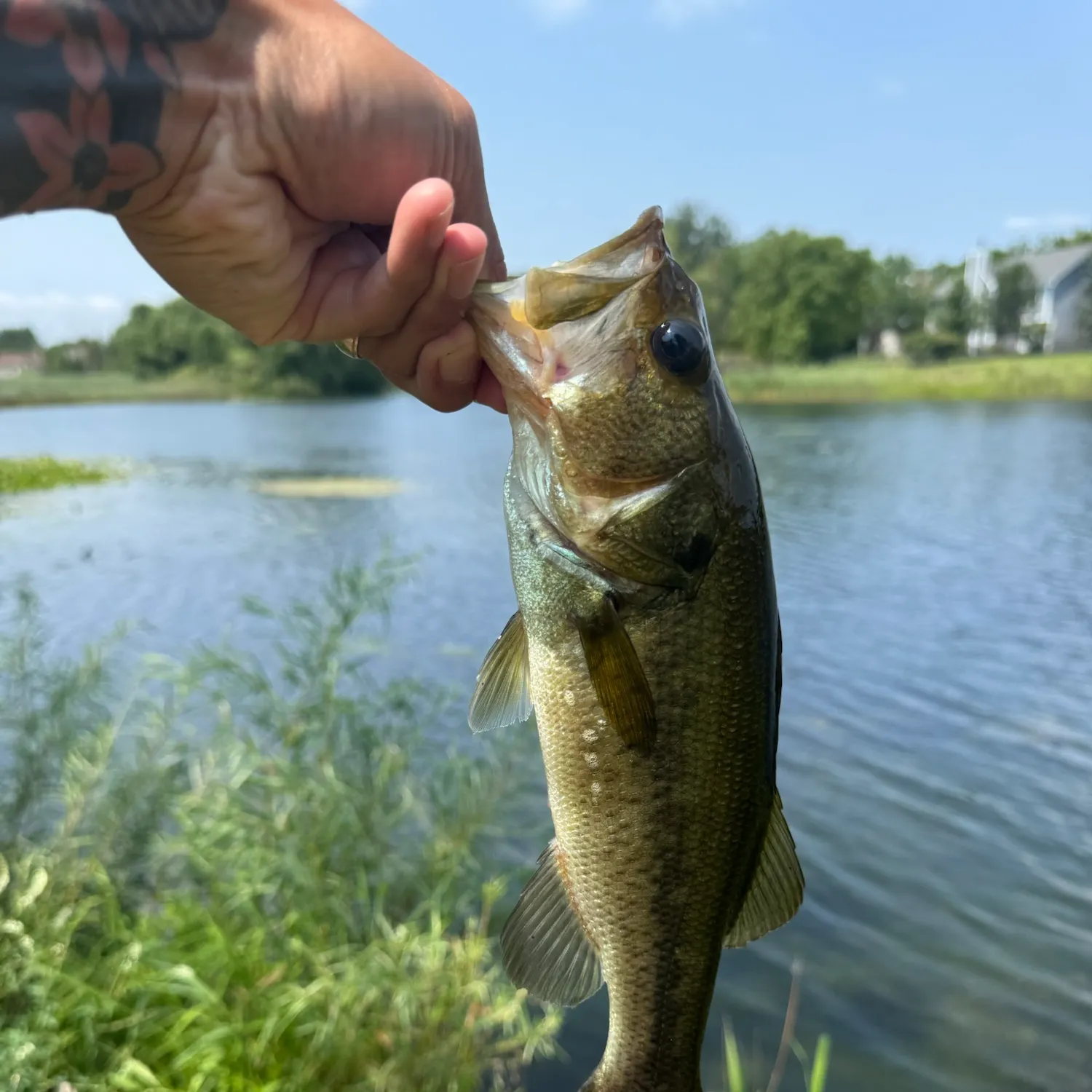 Largemouth bass caught on Fishbrain