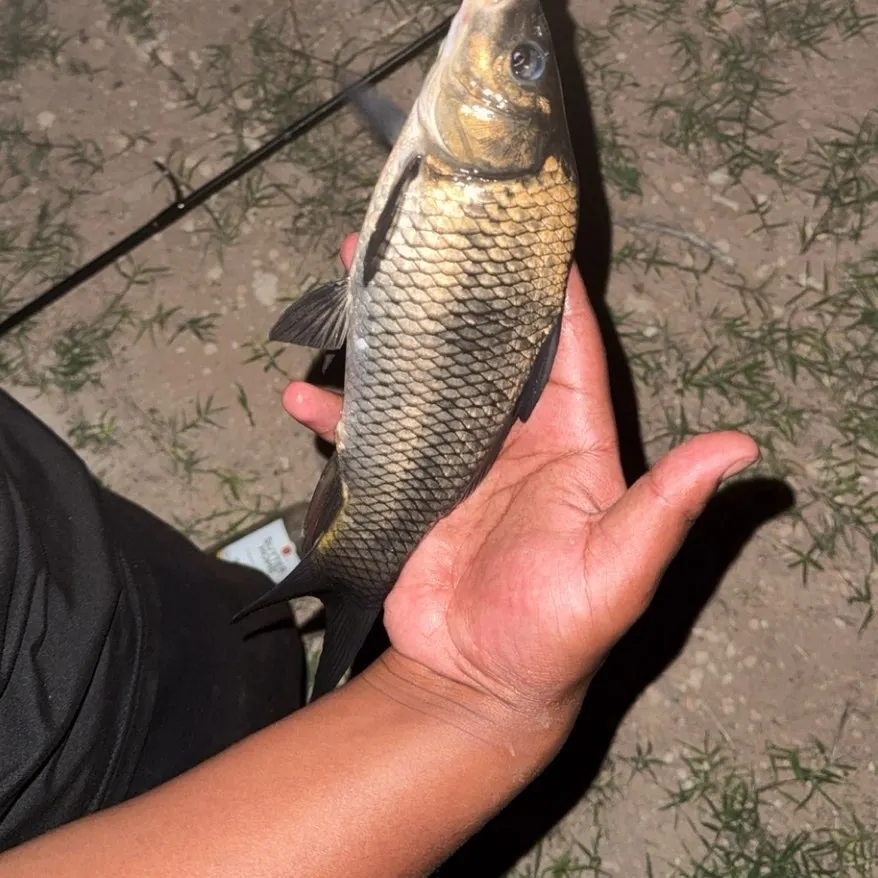The most recent Black carp catches on Fishbrain