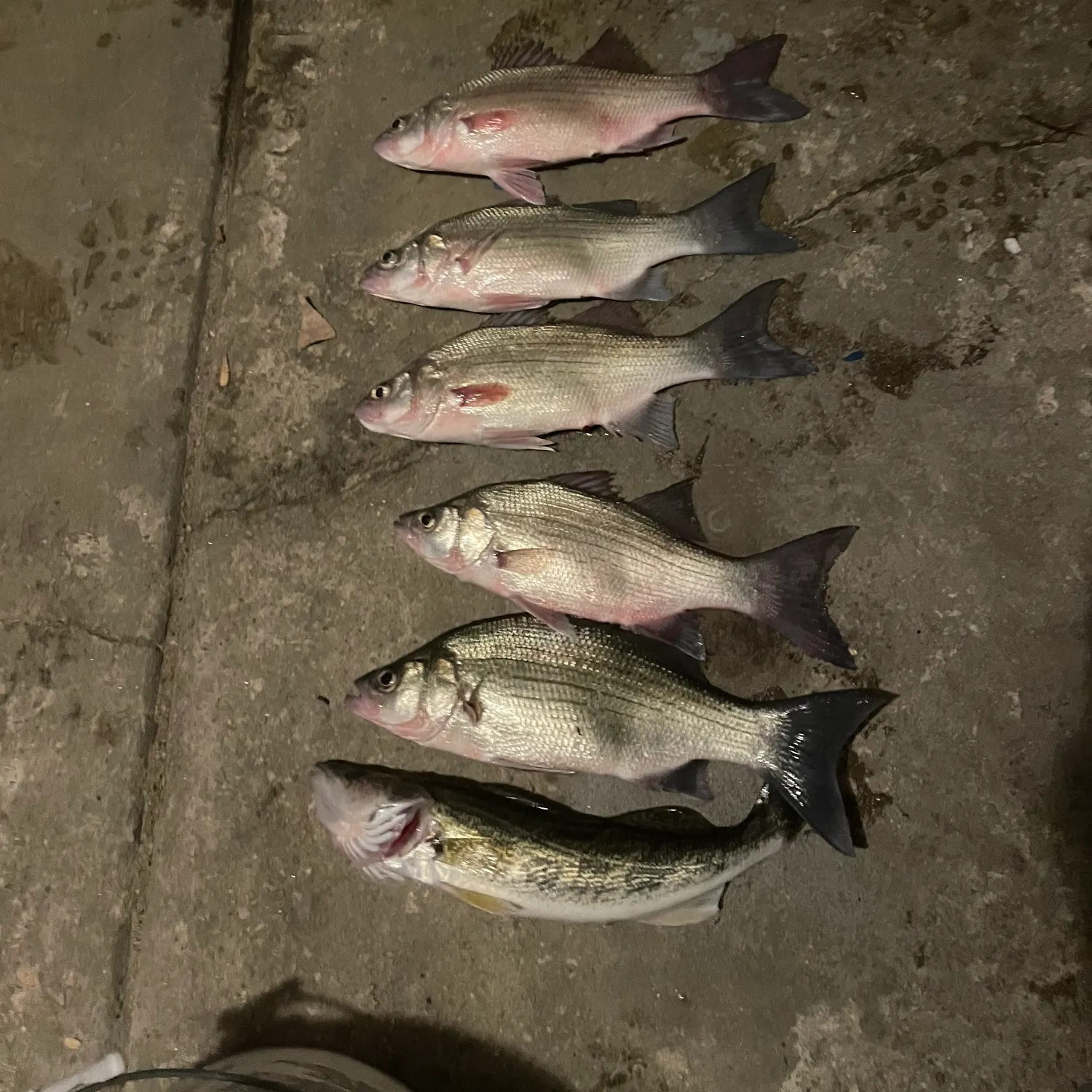 recently logged catches