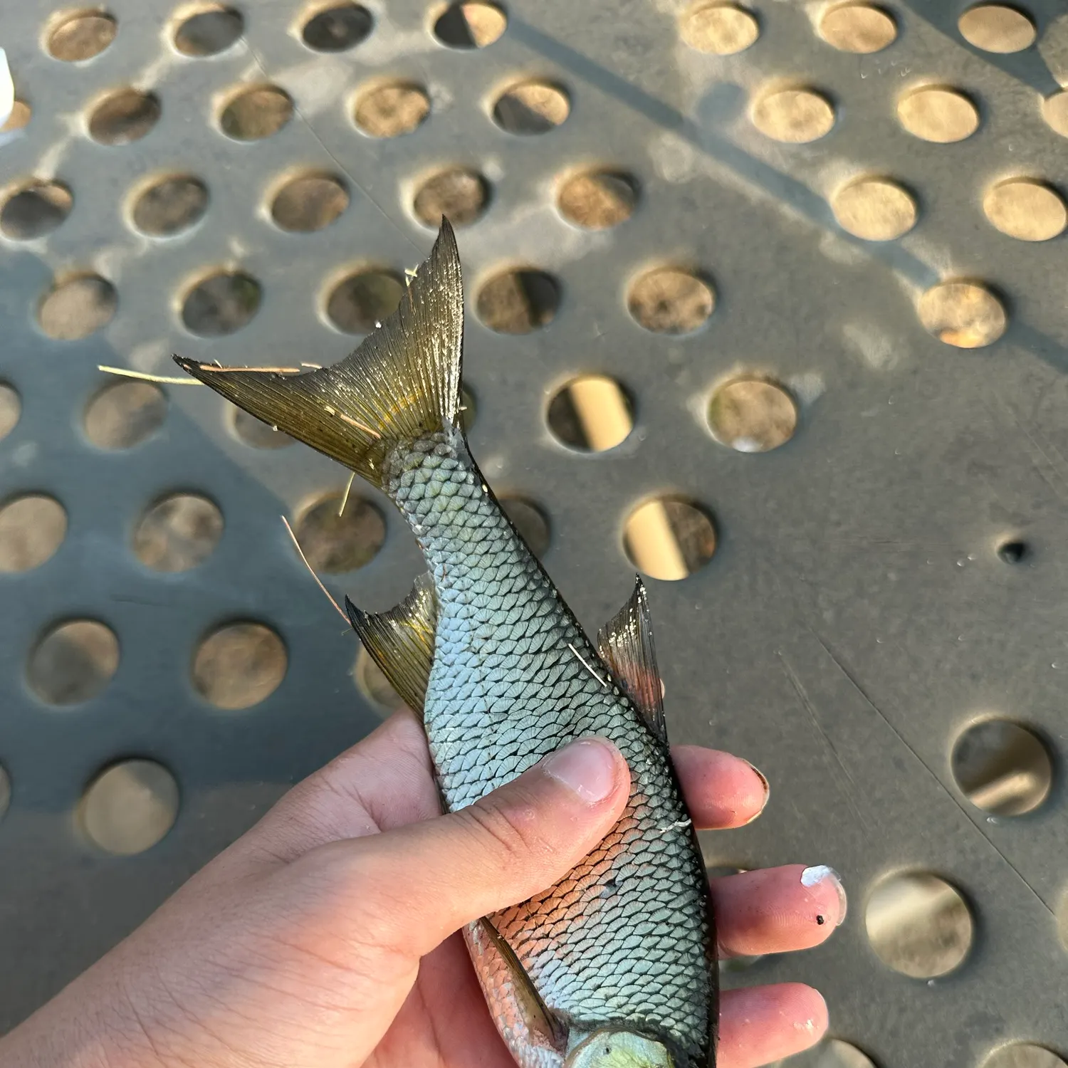 Golden shiner caught on Fishbrain