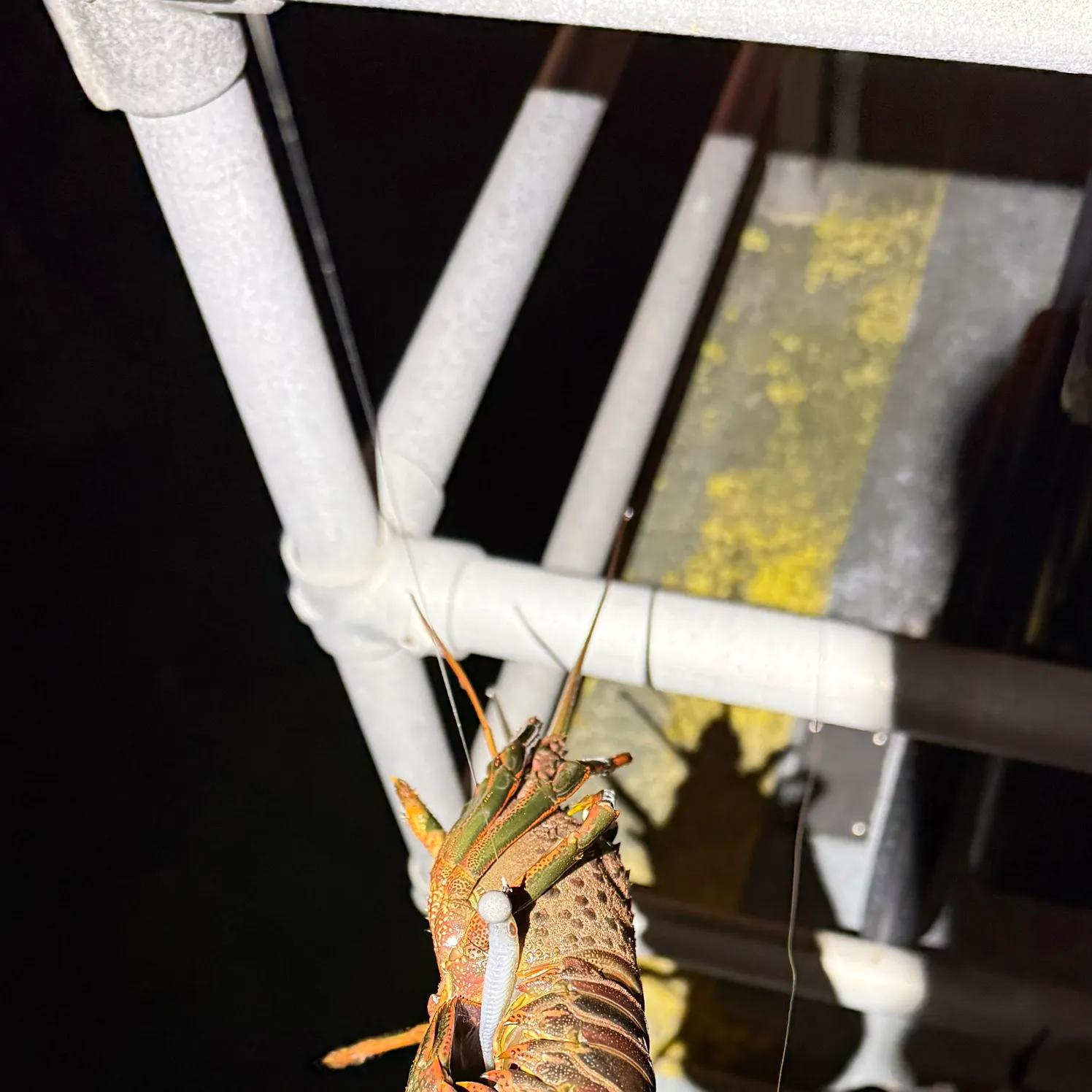 The most recent California spiny lobster catches on Fishbrain