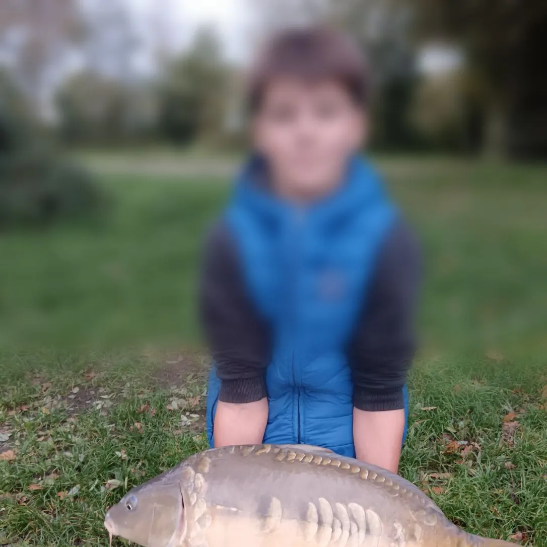 Mirror carp caught on Fishbrain