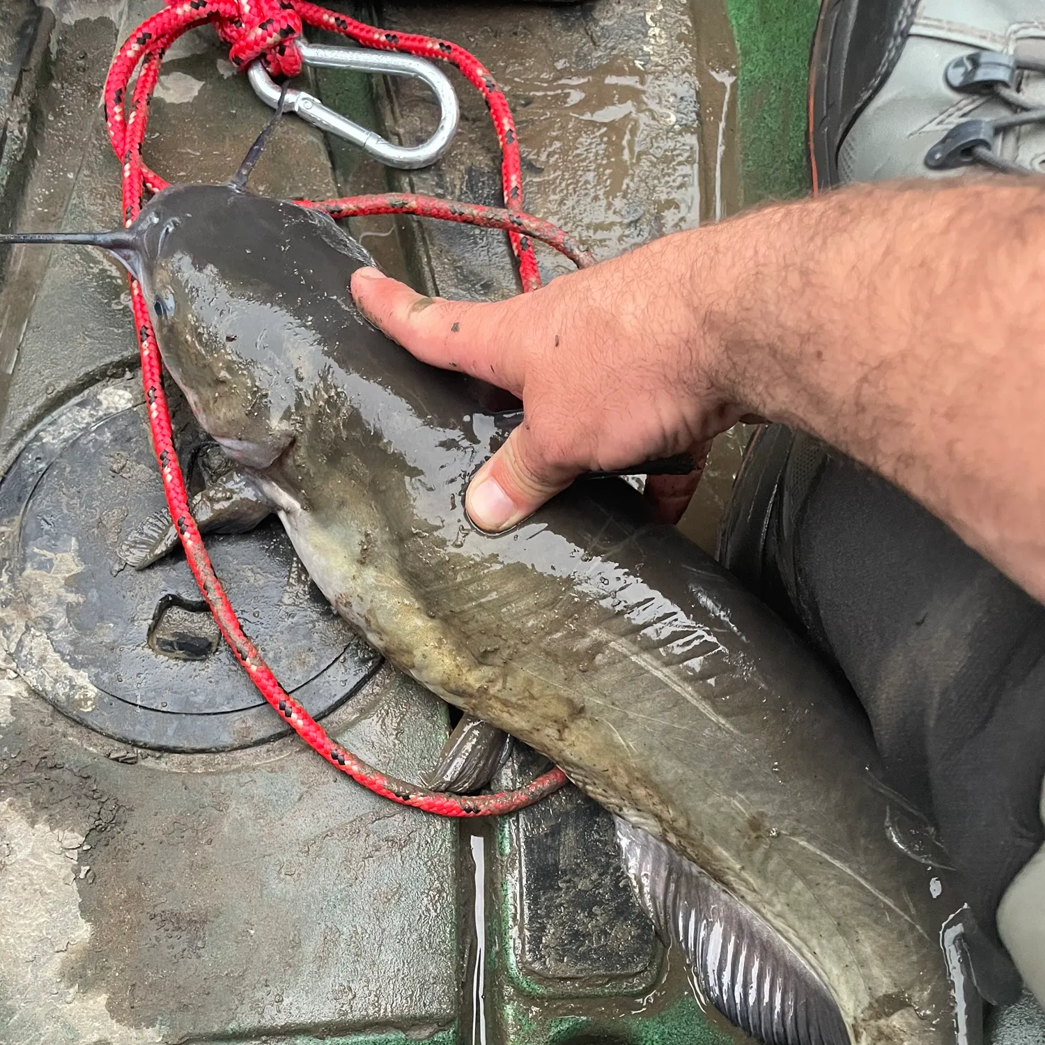 Channel catfish caught on Fishbrain