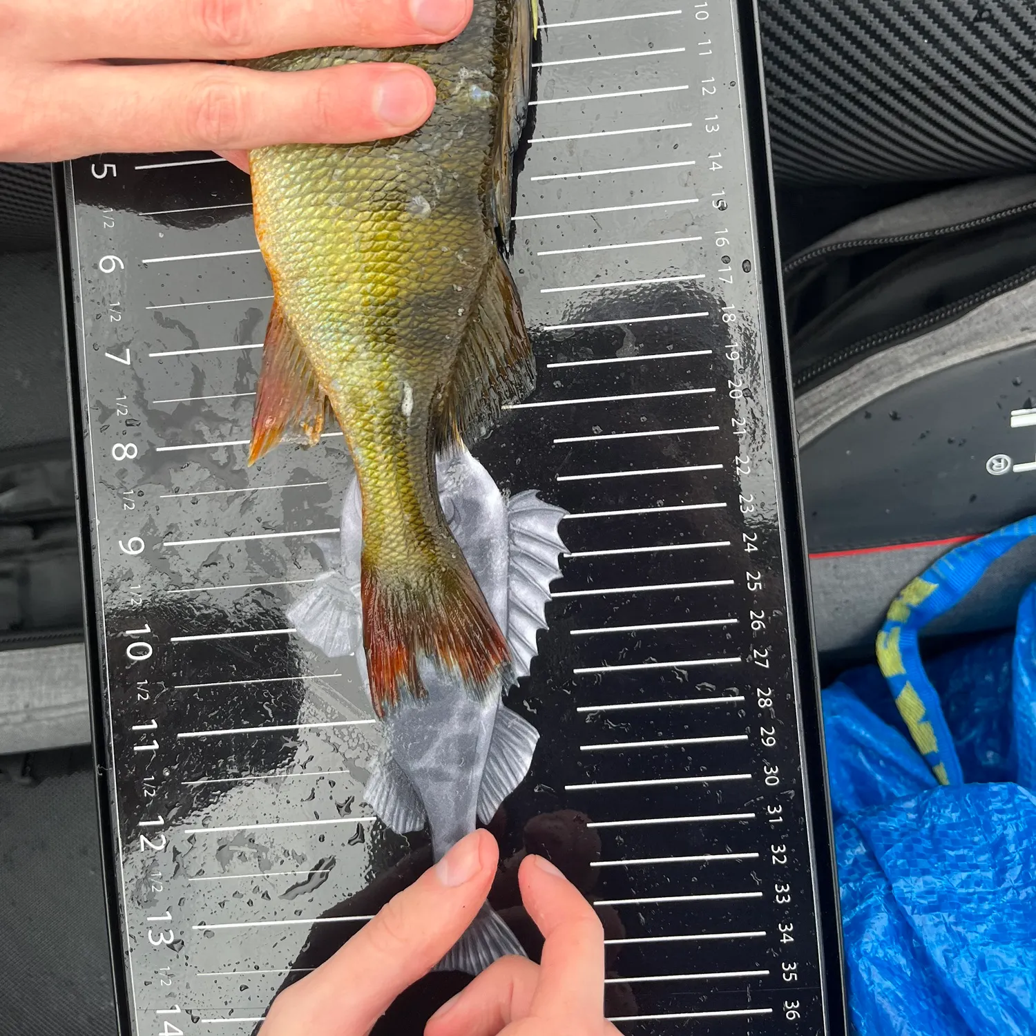European perch caught on Fishbrain