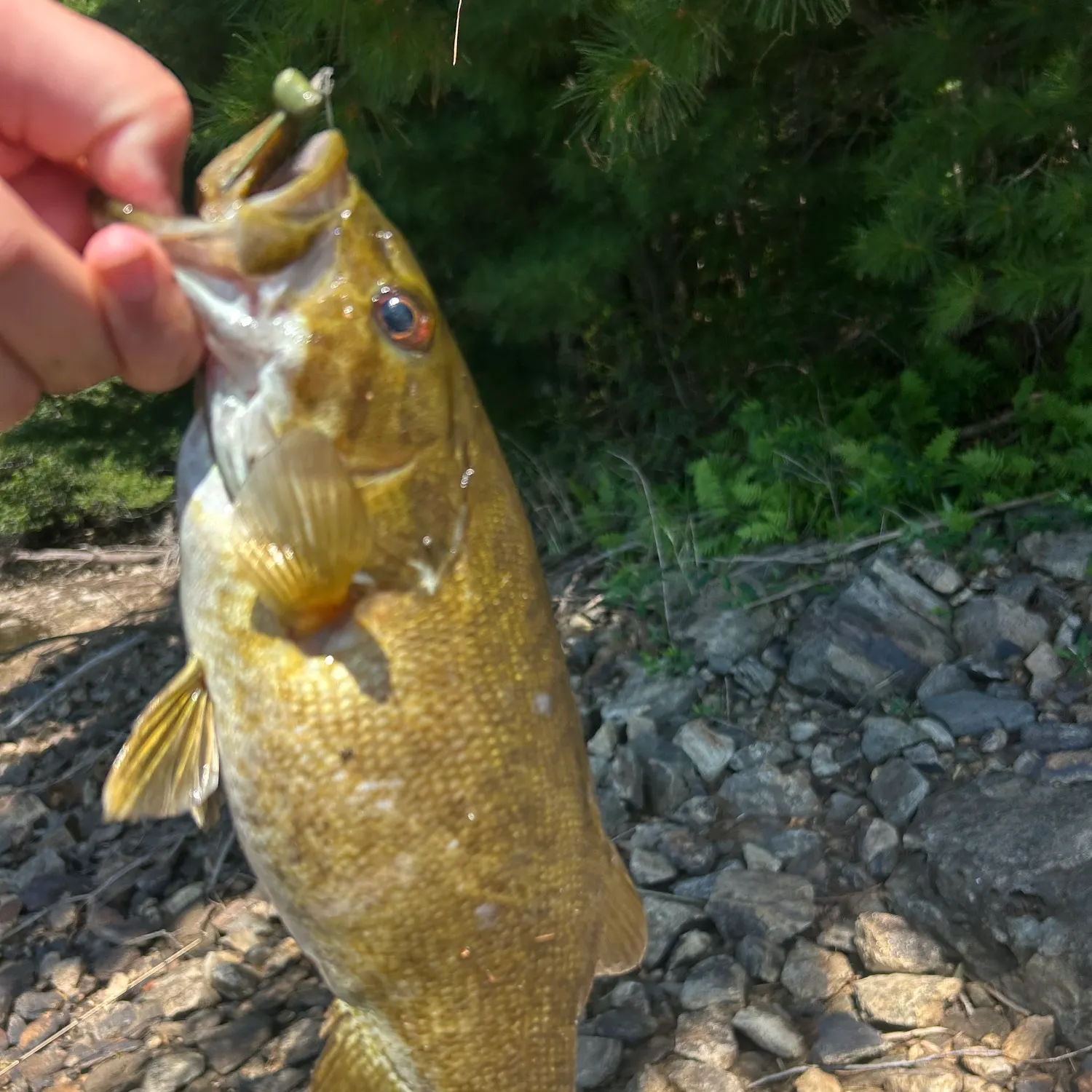 Smallmouth bass caught on Fishbrain
