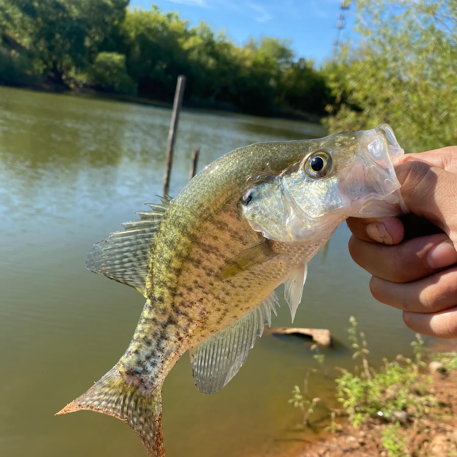 White crappie caught on Fishbrain