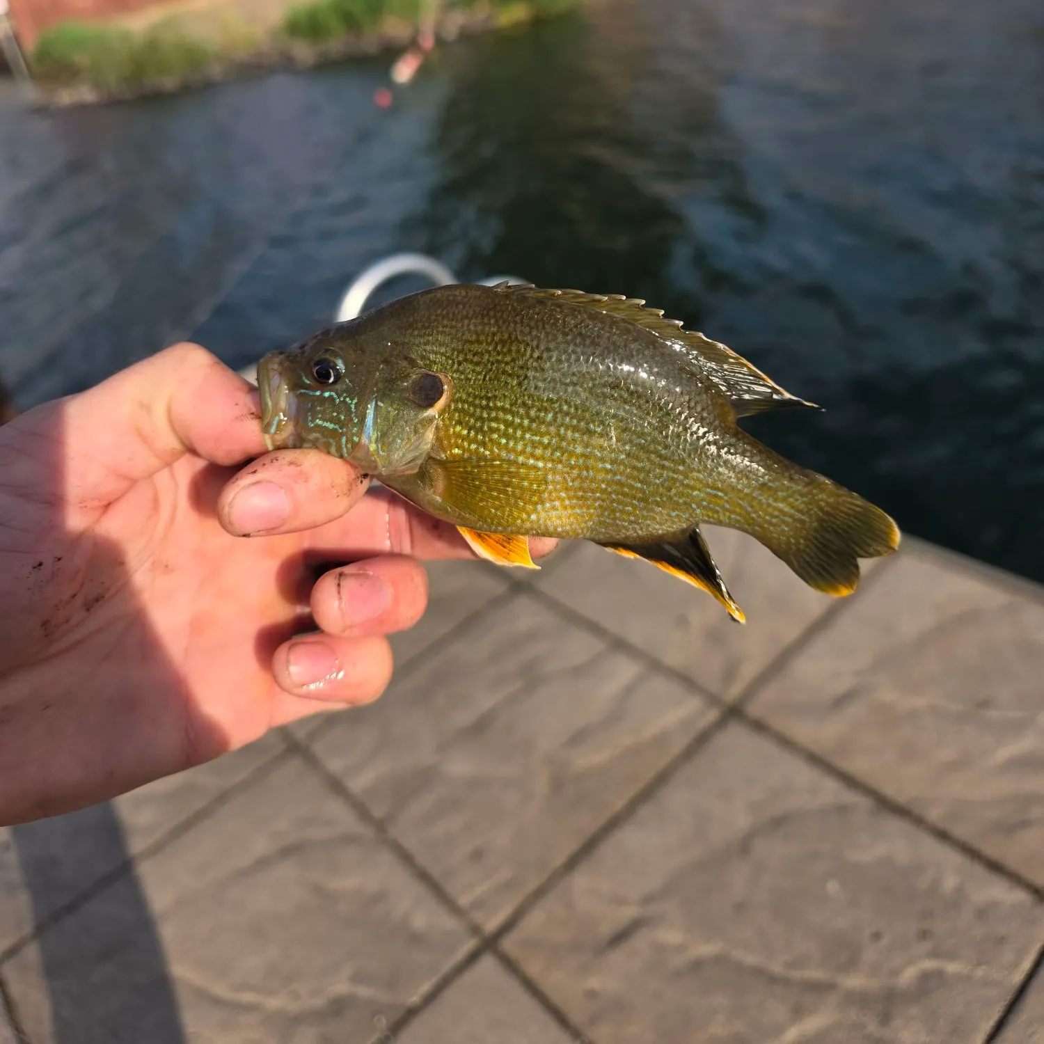 catch