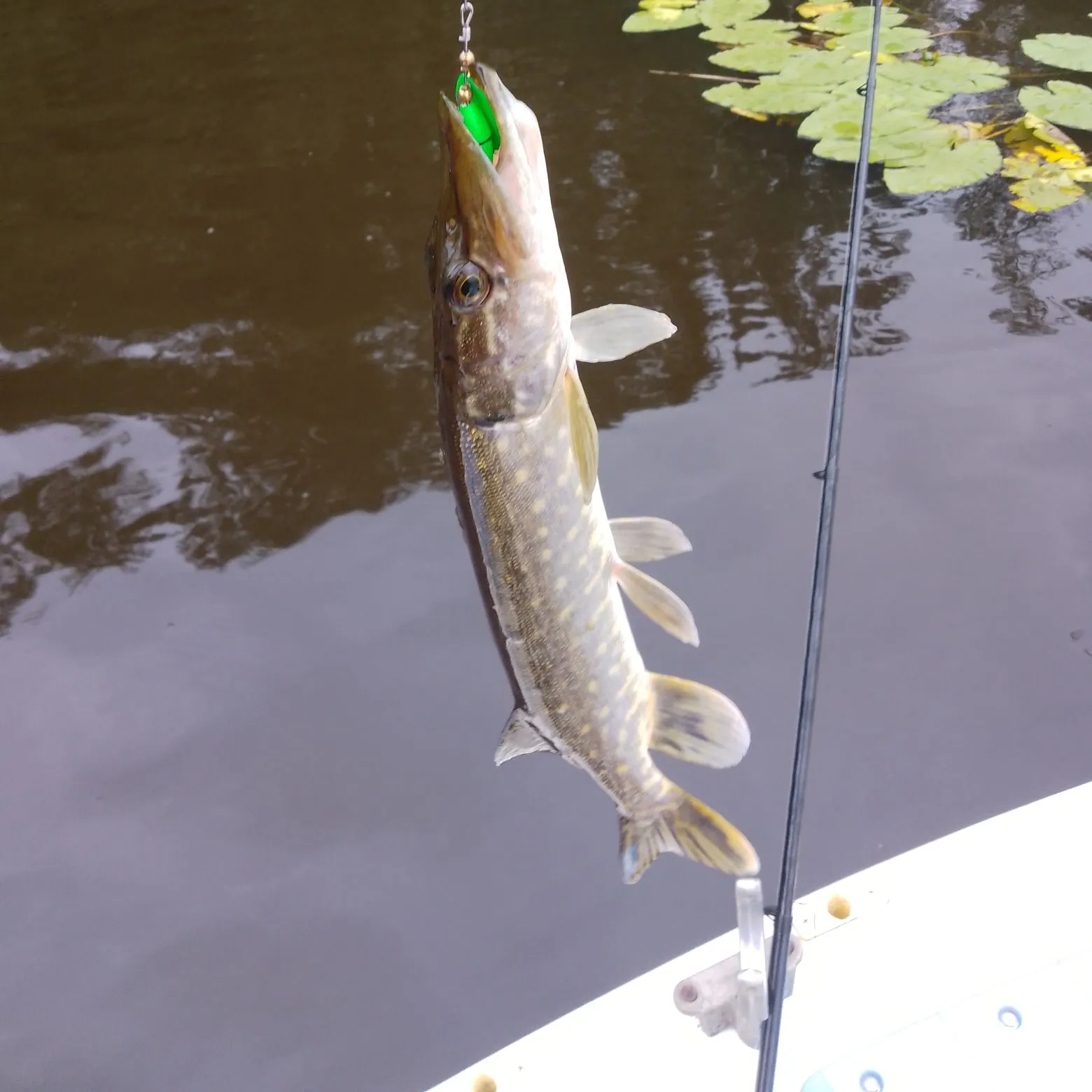 recently logged catches
