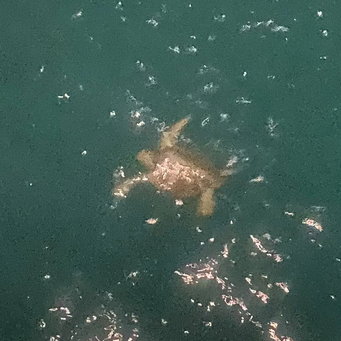 Fish caught on Fishbrain