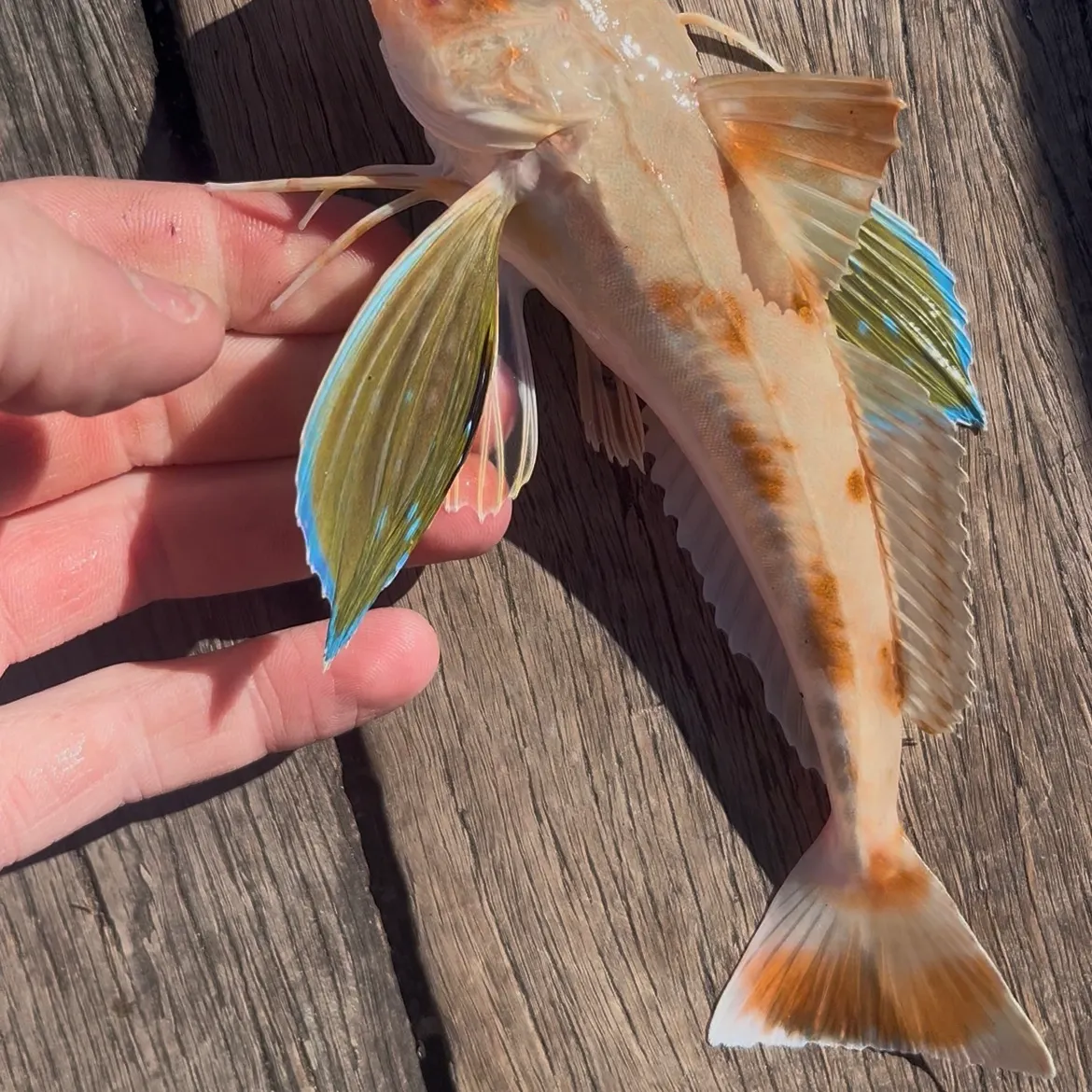 The most recent Tub gurnard catches on Fishbrain