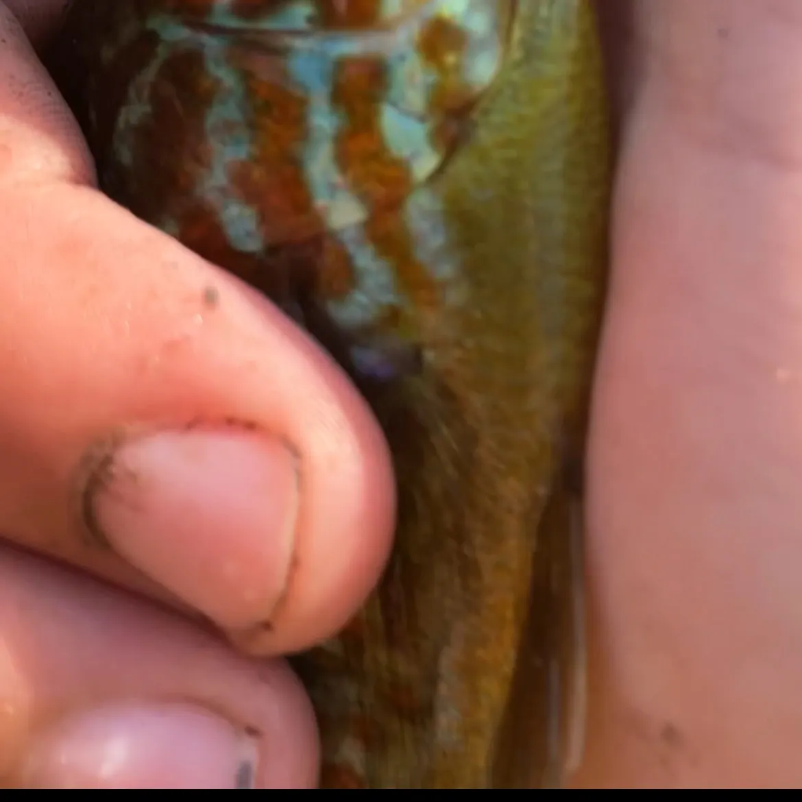 Pumpkinseed caught on Fishbrain