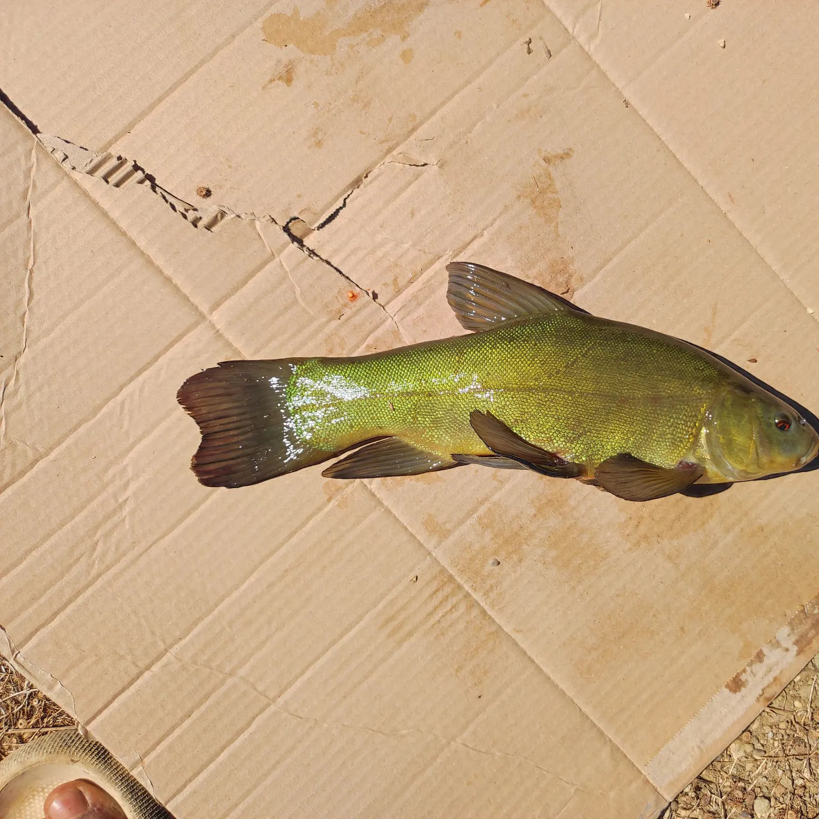 The most recent Tench catches on Fishbrain