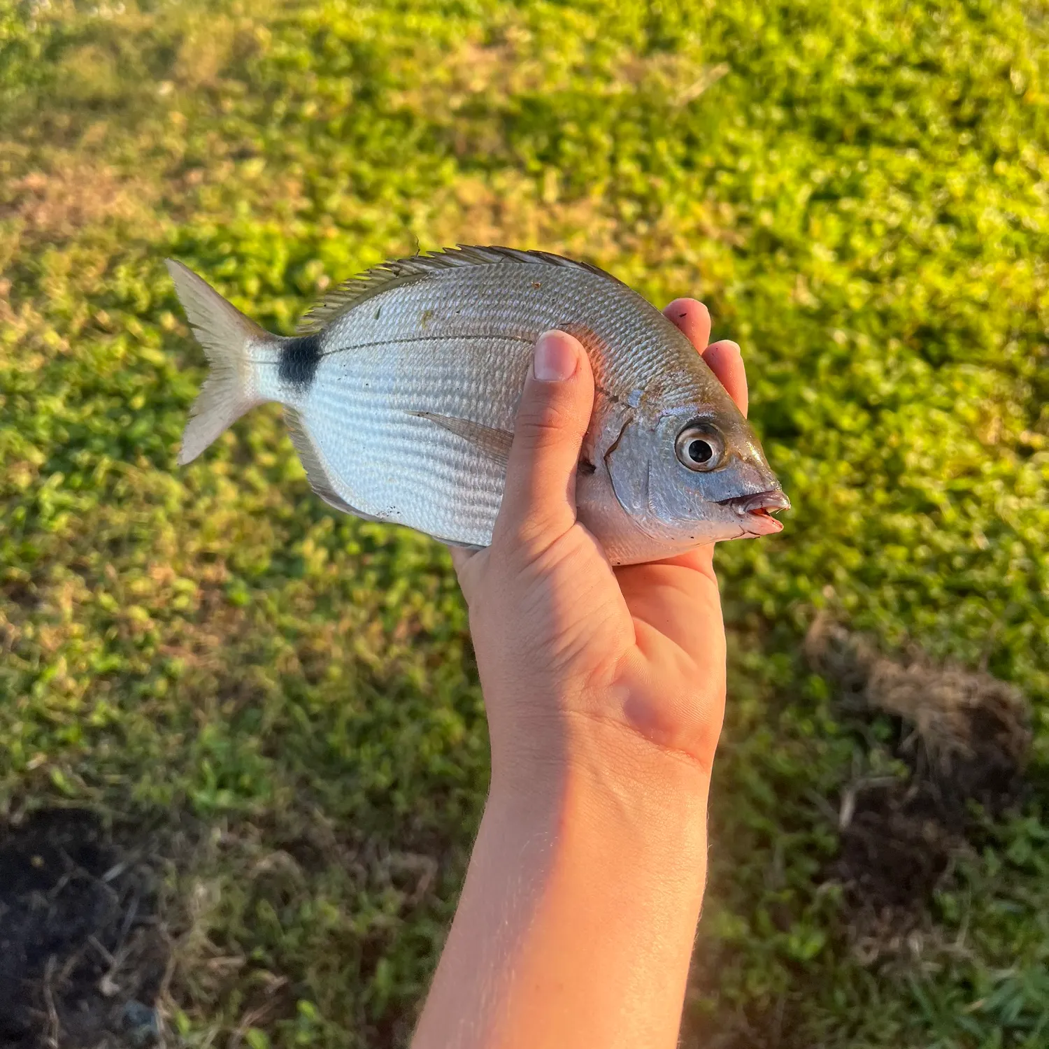 The most recent Spottail seabream catches on Fishbrain