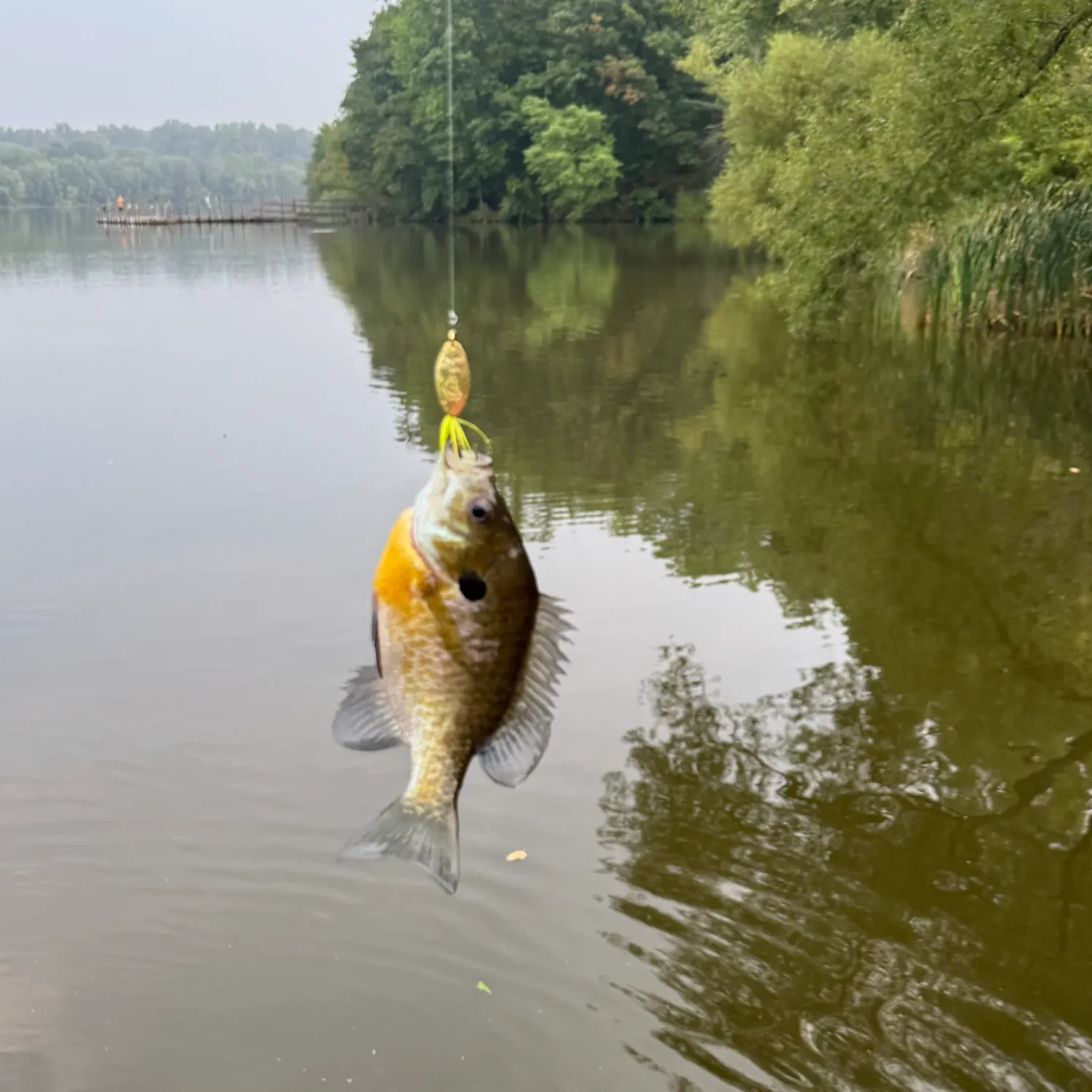 Bluegill caught on Fishbrain