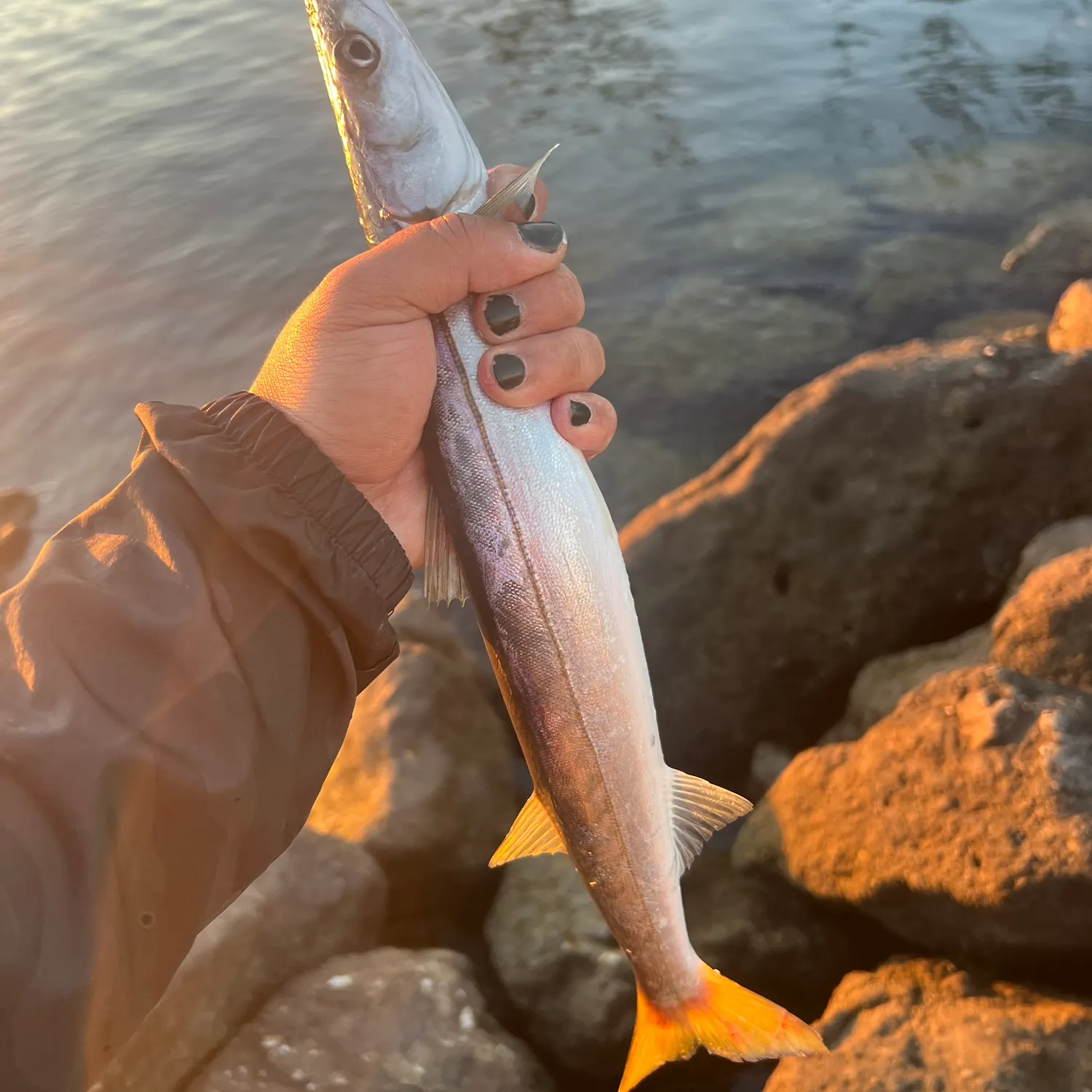 The most recent Pacific barracuda catches on Fishbrain