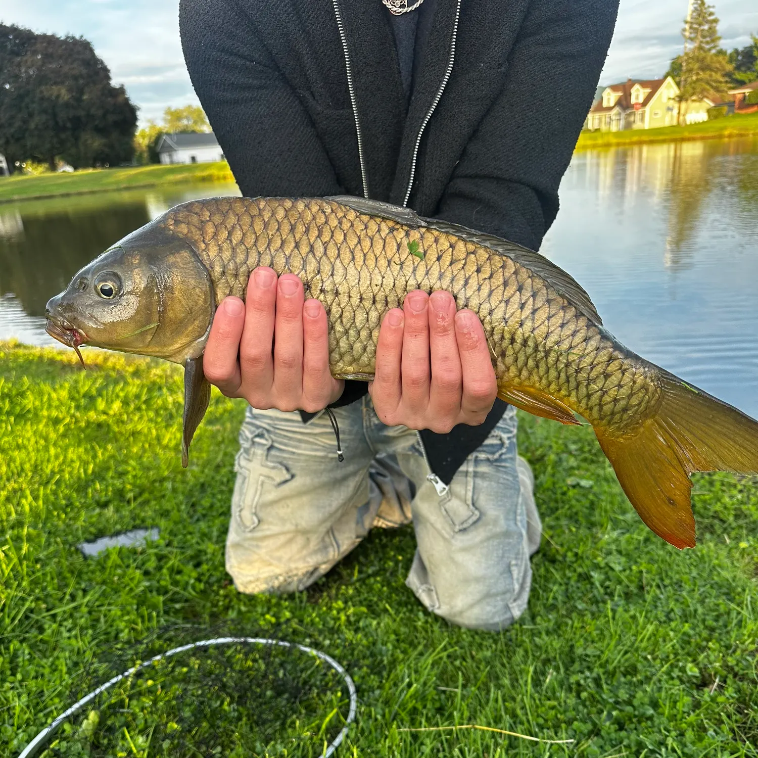 Common carp caught on Fishbrain