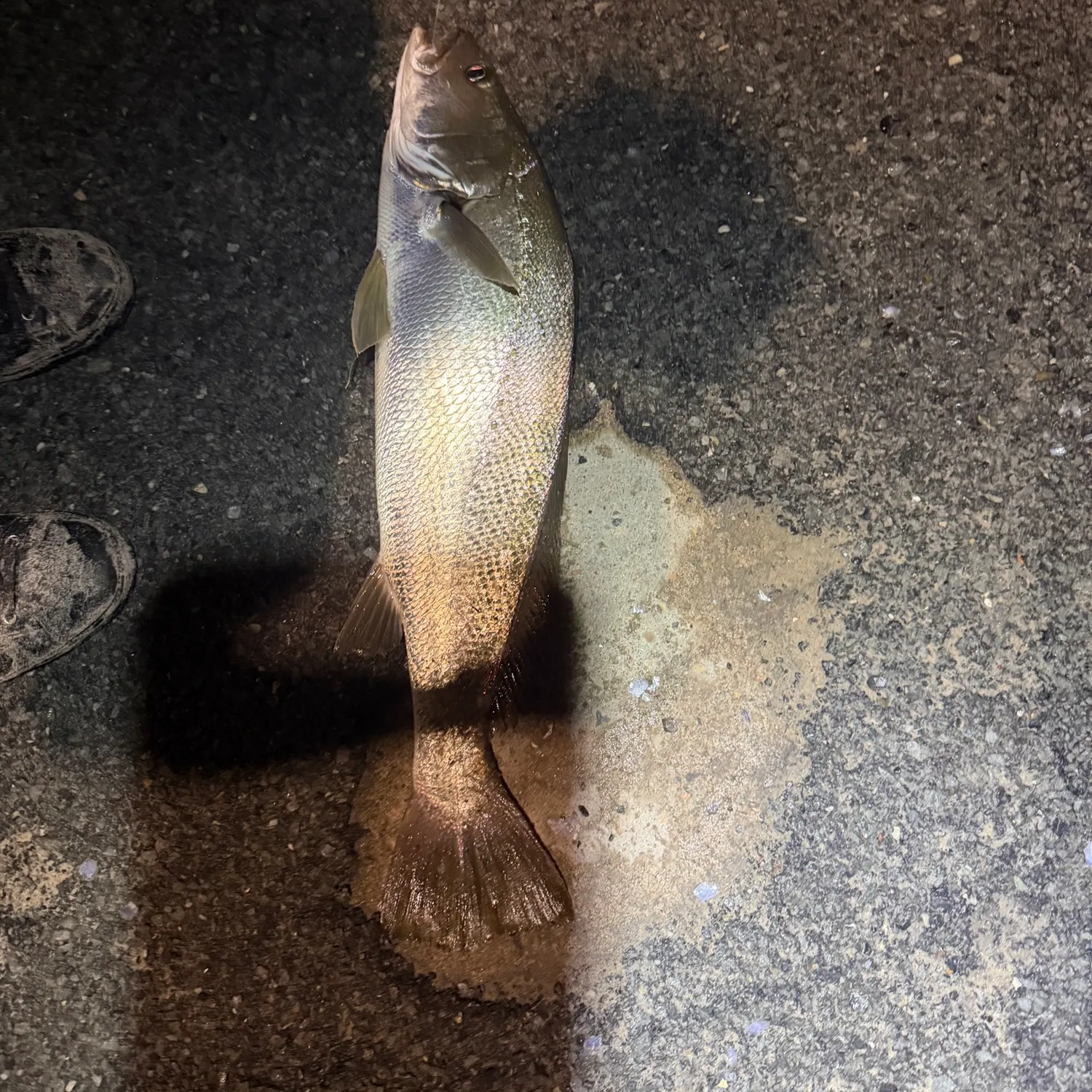 The most recent Japanese meagre catches on Fishbrain