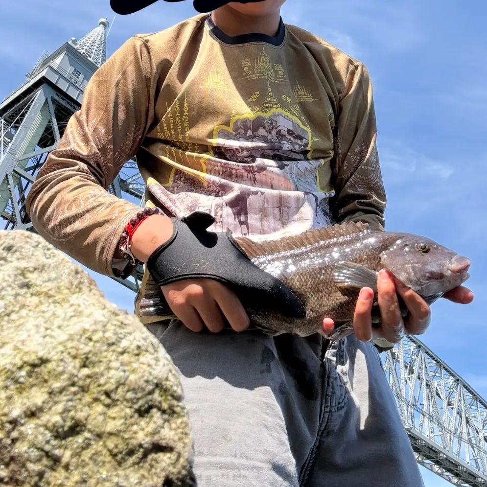 The most recent Tautog catches on Fishbrain