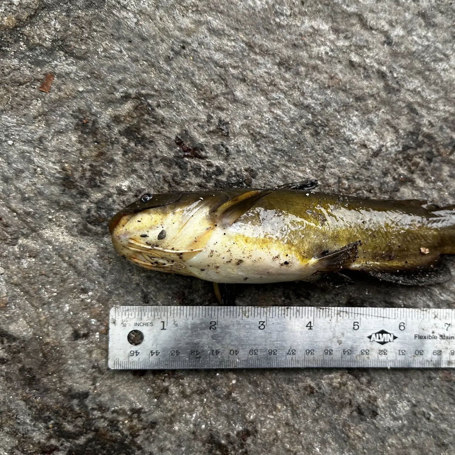 Yellow bullhead caught on Fishbrain