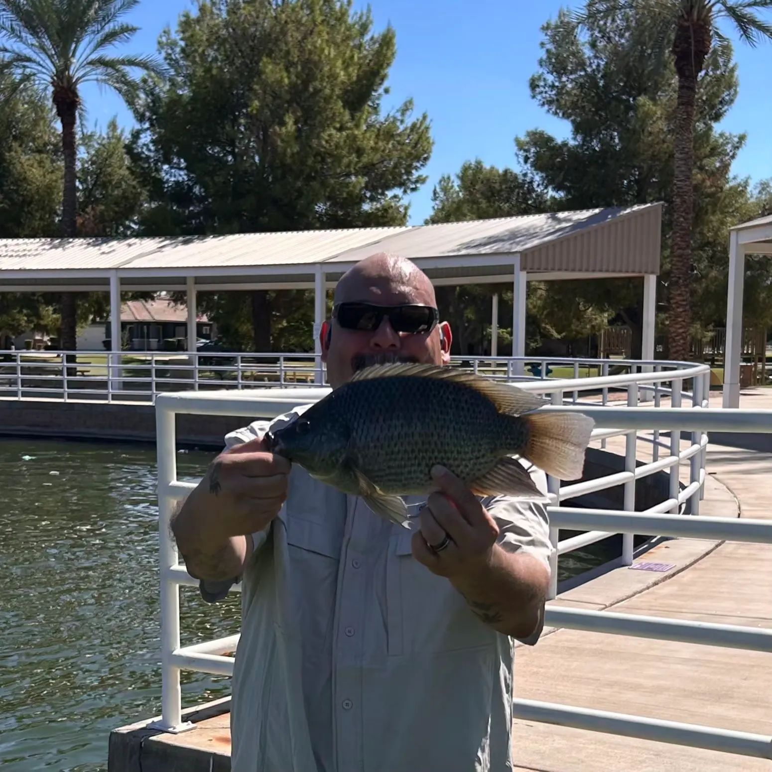 Nile tilapia caught on Fishbrain