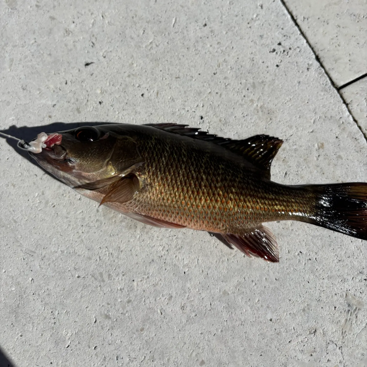 Mangrove snapper caught on Fishbrain