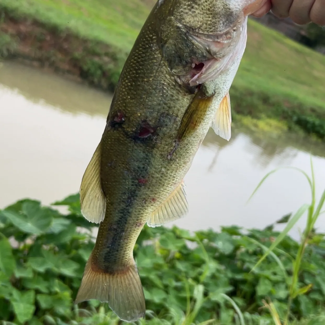 Largemouth bass caught on Fishbrain