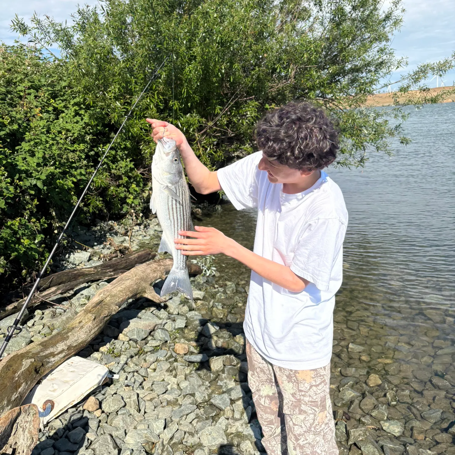 Striped bass caught on Fishbrain