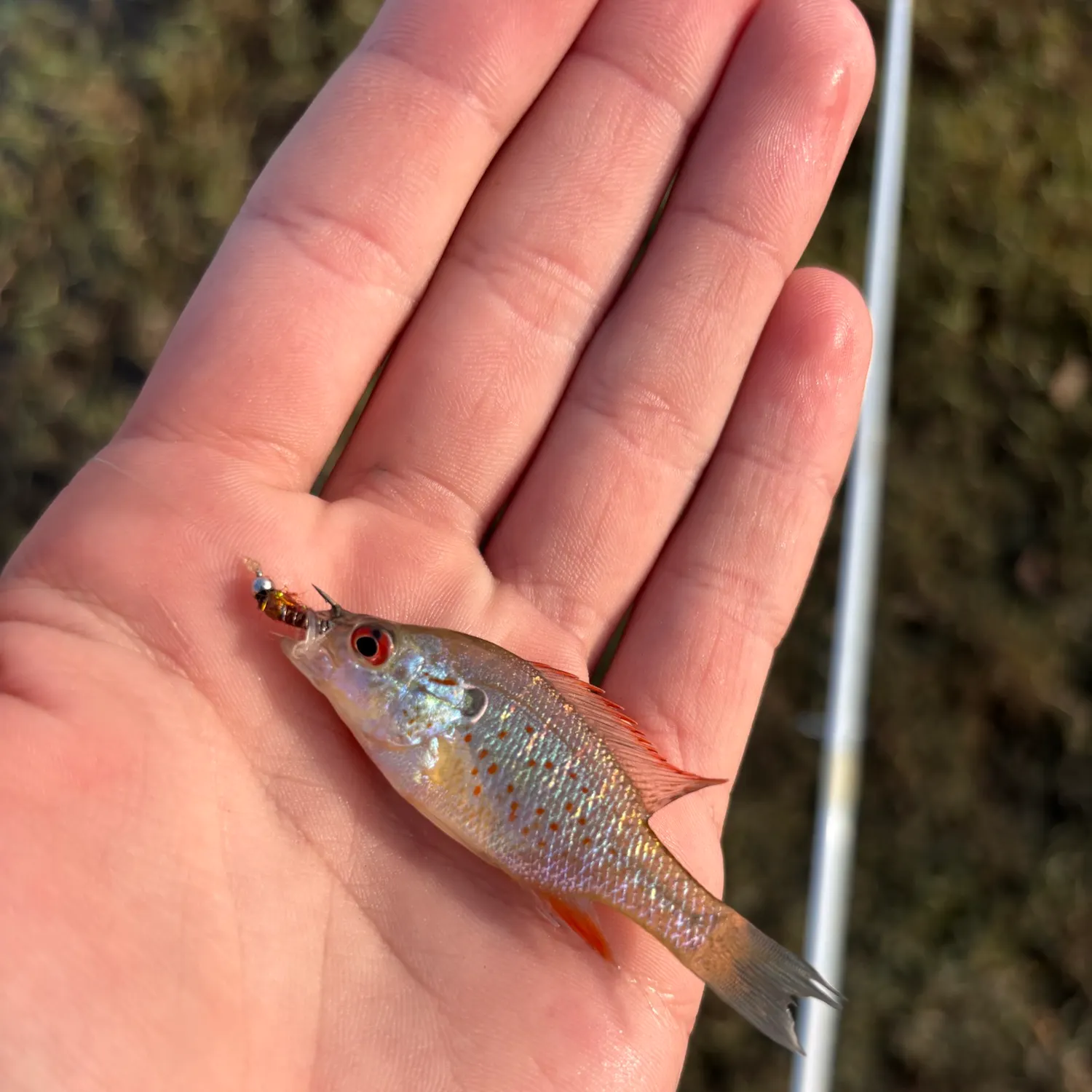 Orangespotted sunfish caught on Fishbrain