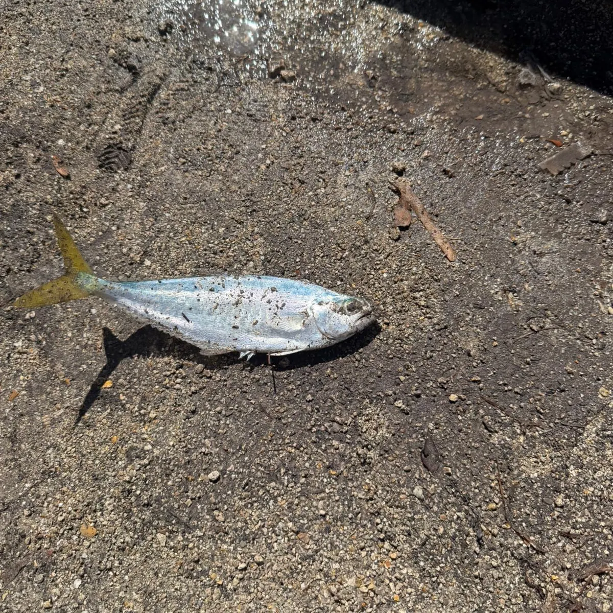 The most recent Leatherjack catches on Fishbrain