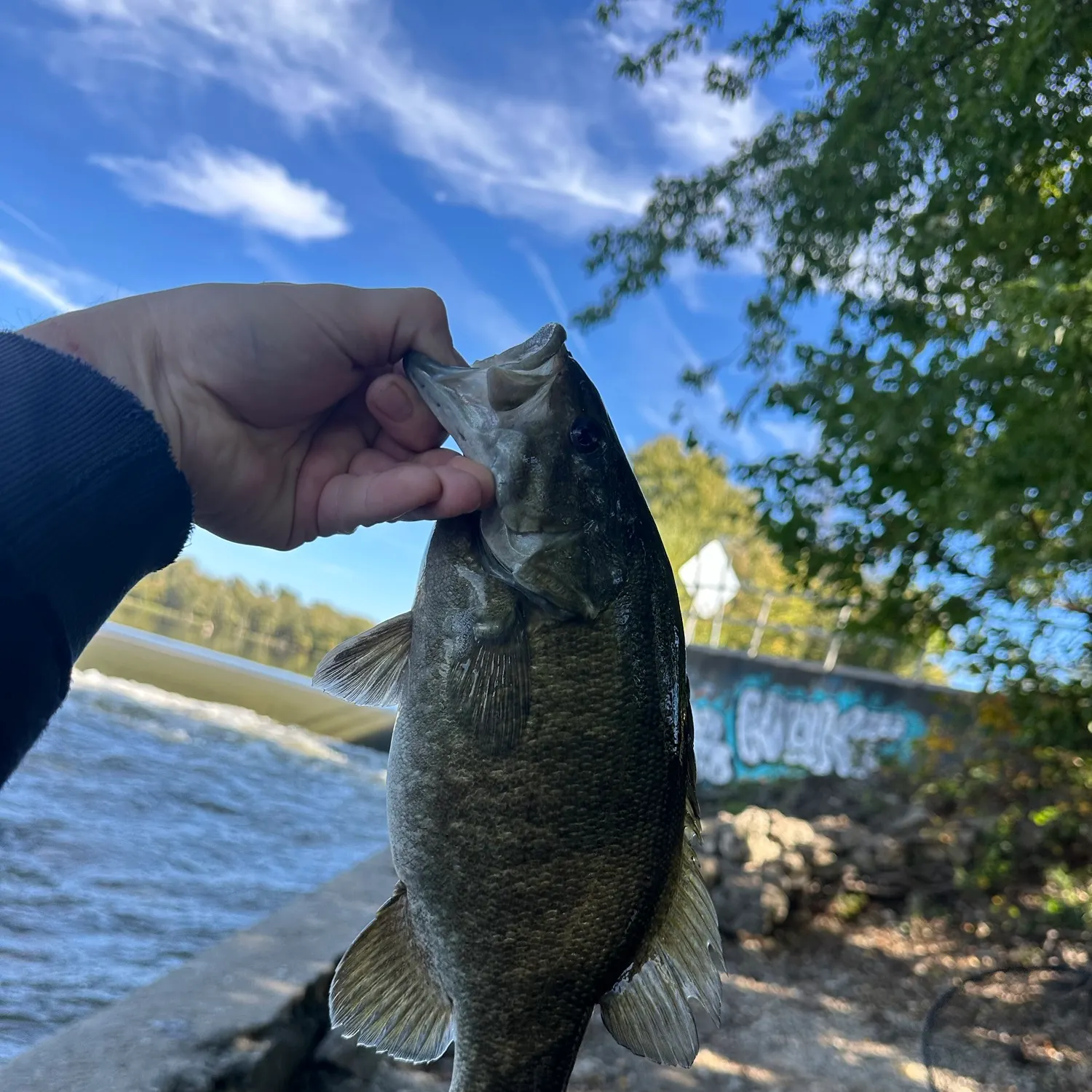 Smallmouth bass caught on Fishbrain