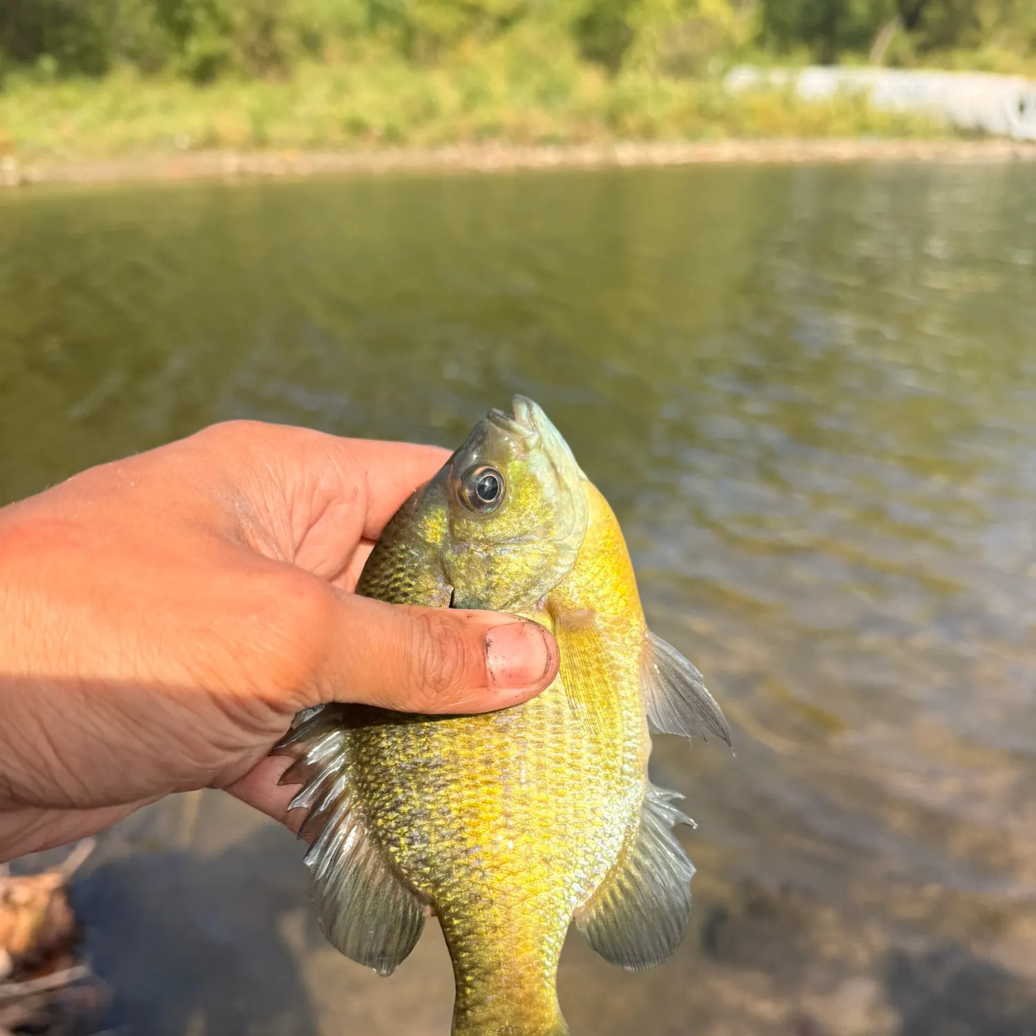 Bluegill caught on Fishbrain