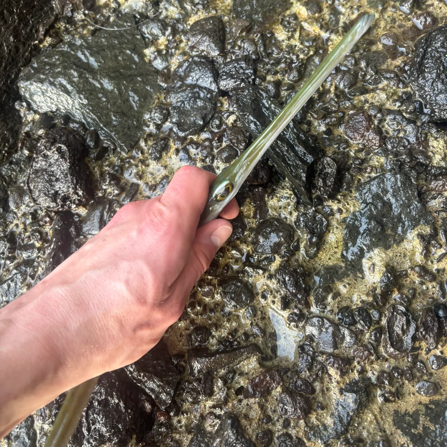 The most recent Bluespotted cornetfish catches on Fishbrain