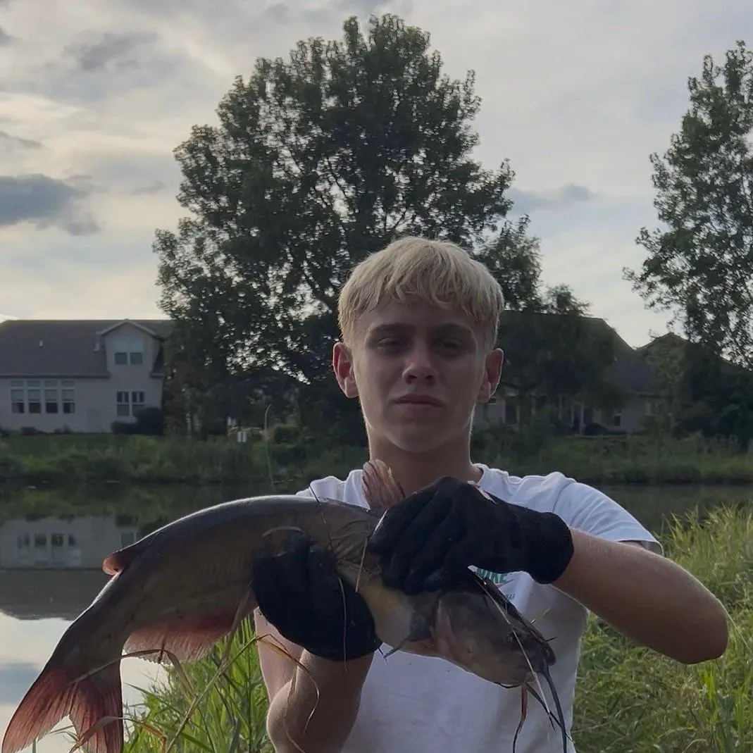 Channel catfish caught on Fishbrain