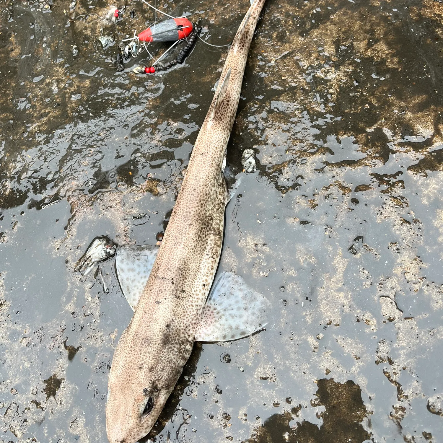 The most recent Lesser spotted dogfish catches on Fishbrain