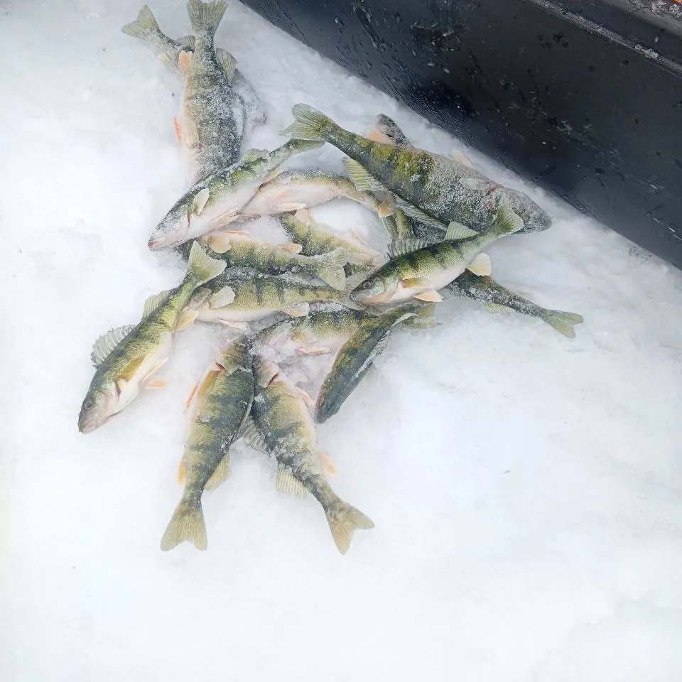 The most recent Northern snakehead catches on Fishbrain