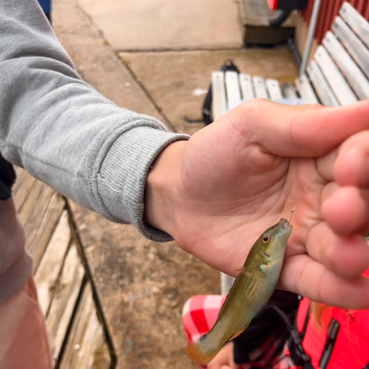 The most recent Goldsinny wrasse catches on Fishbrain