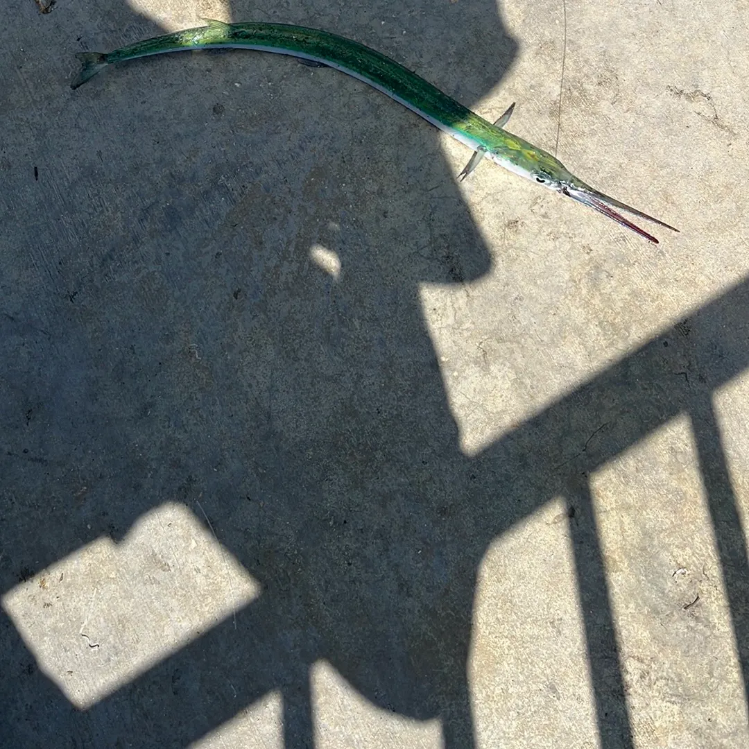 The most recent Flat needlefish catches on Fishbrain