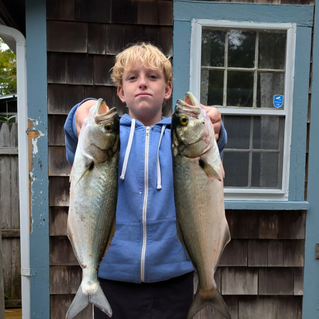 Bluefish caught on Fishbrain