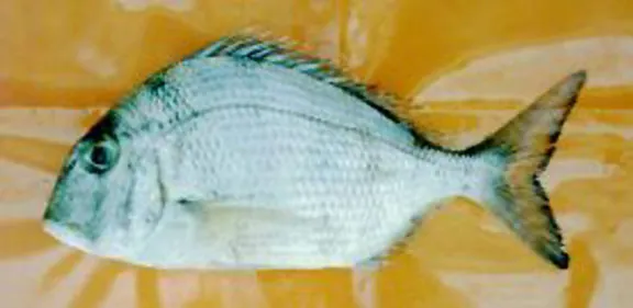Pacific porgy