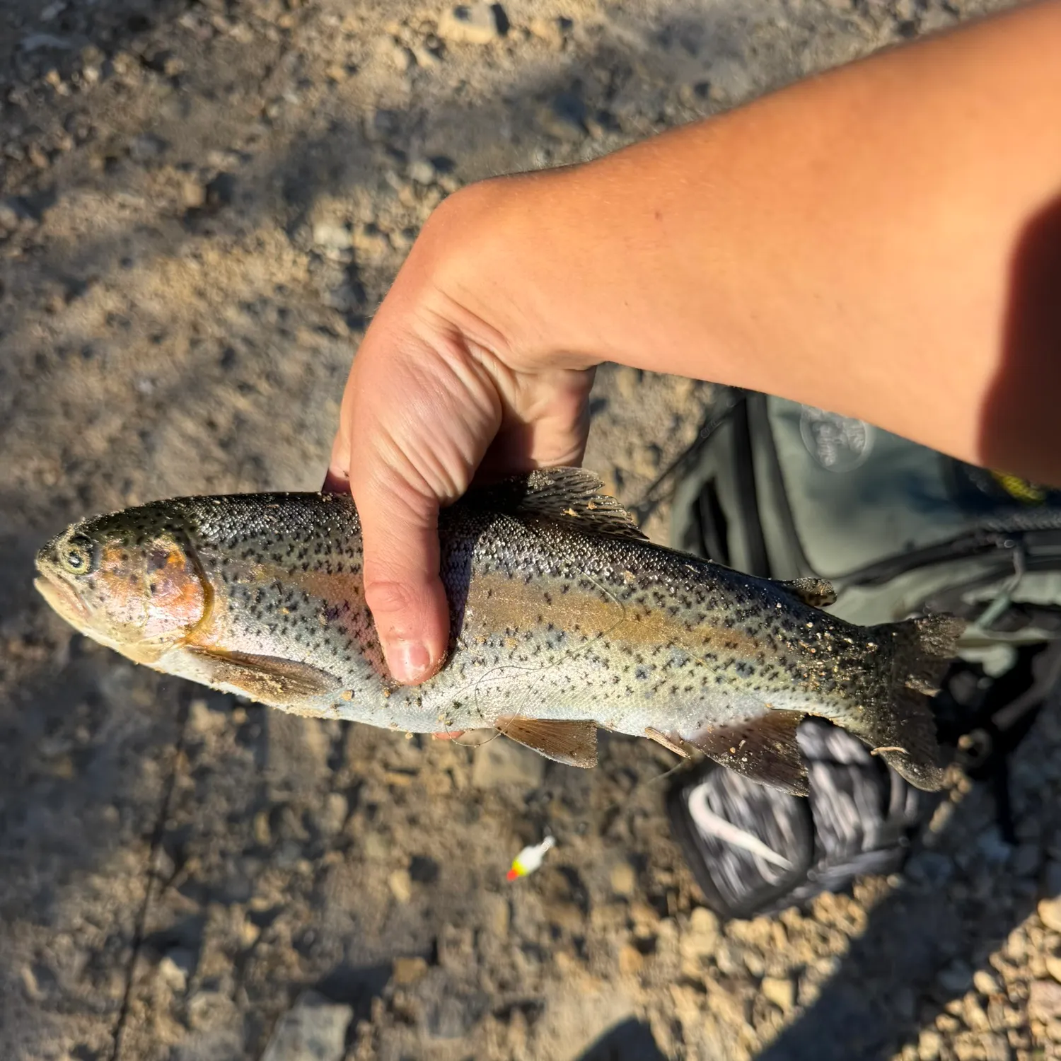 Rainbow trout caught on Fishbrain