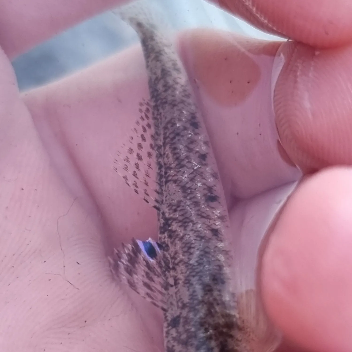 The most recent Painted goby catches on Fishbrain