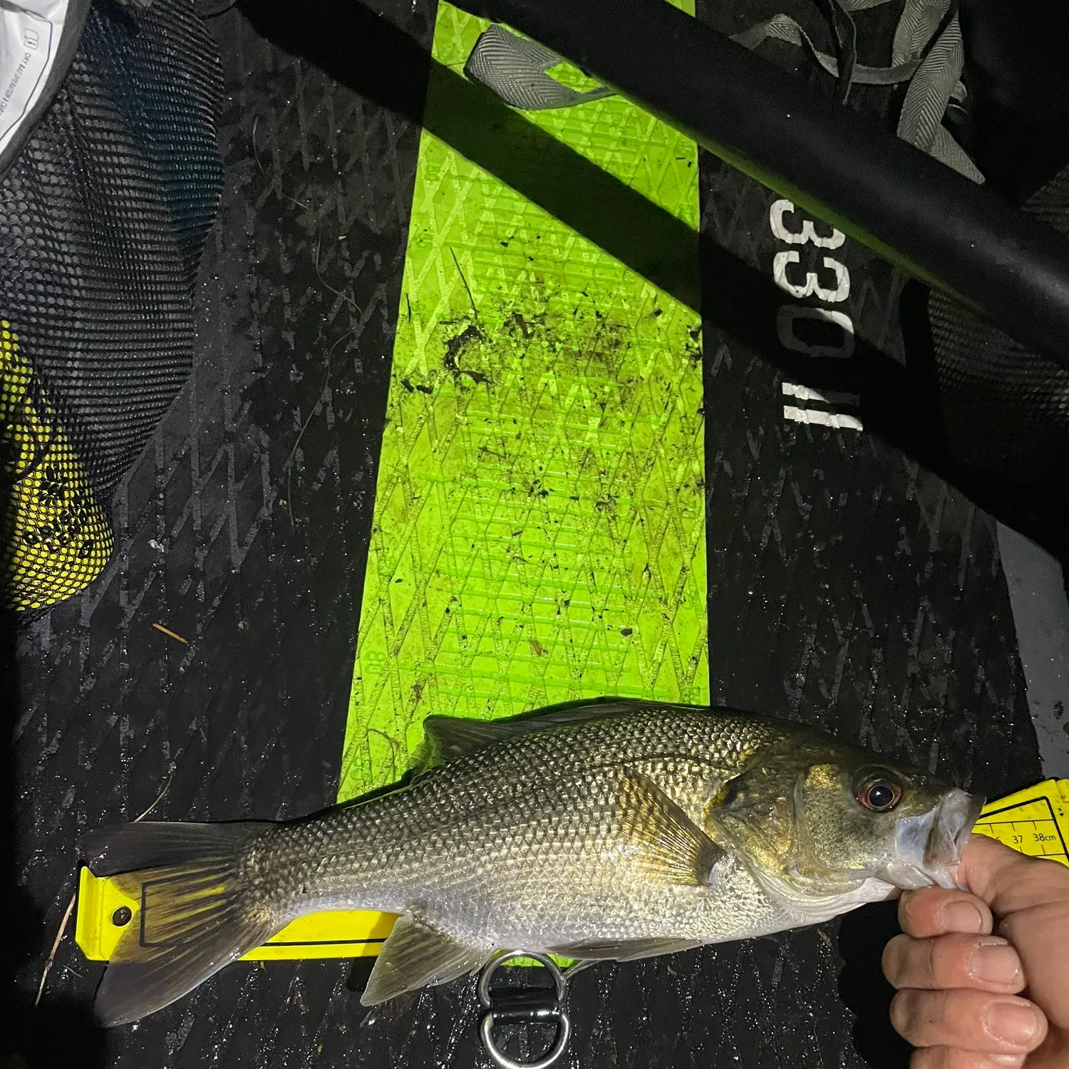 Australian bass caught on Fishbrain