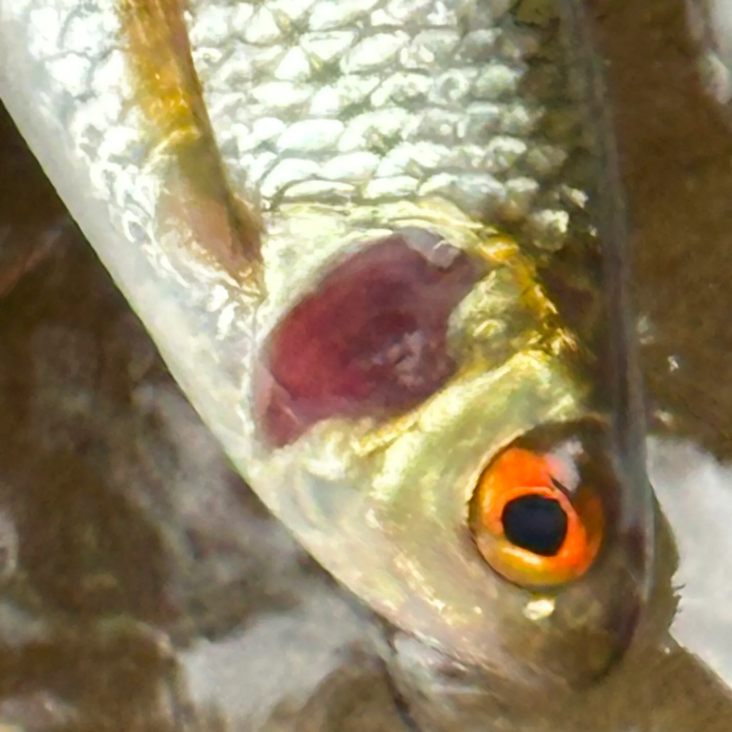 Common roach caught on Fishbrain