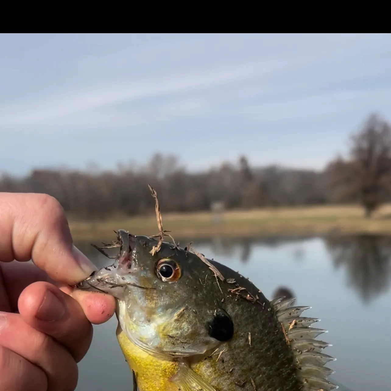 Pumpkingill hybrid caught on Fishbrain