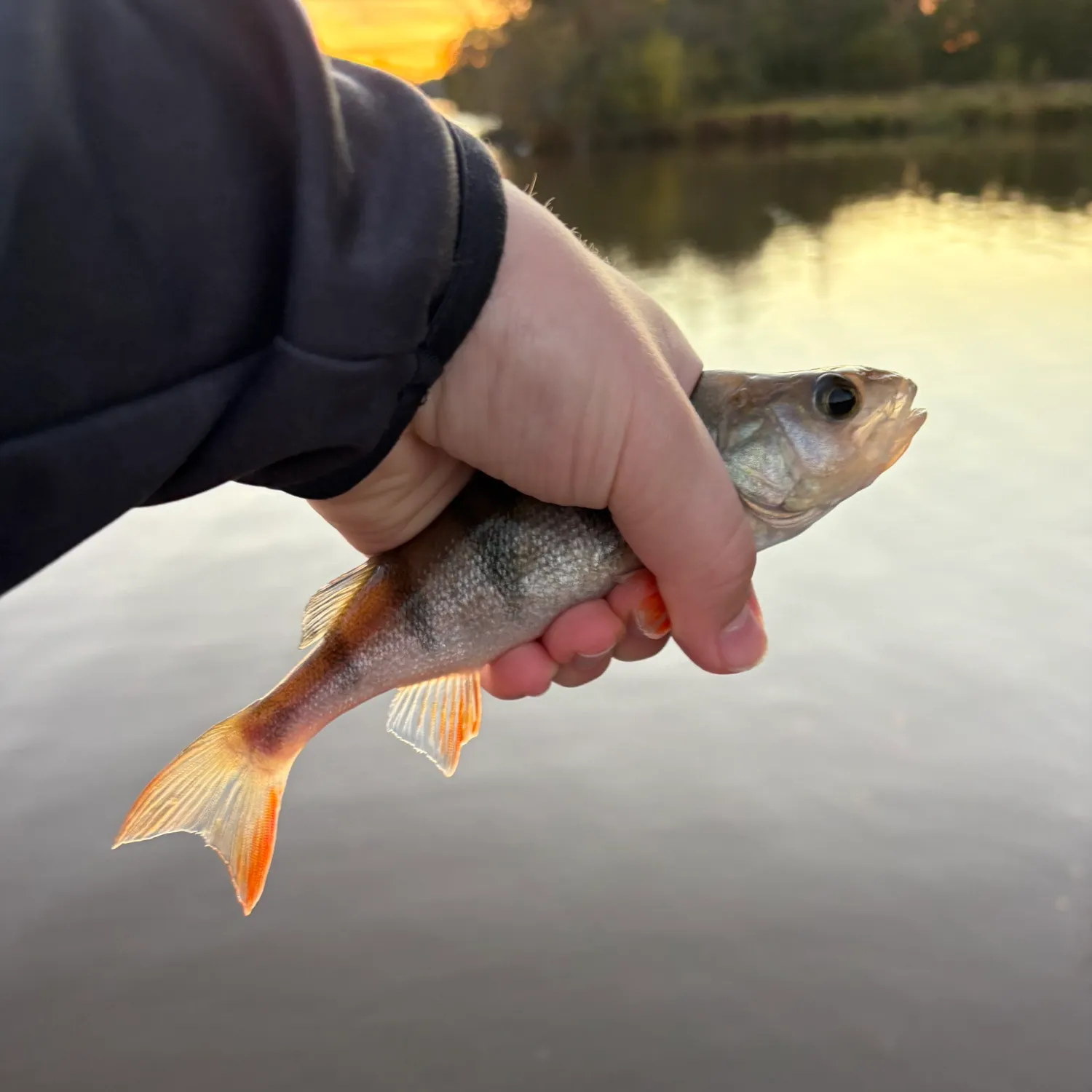 European perch caught on Fishbrain
