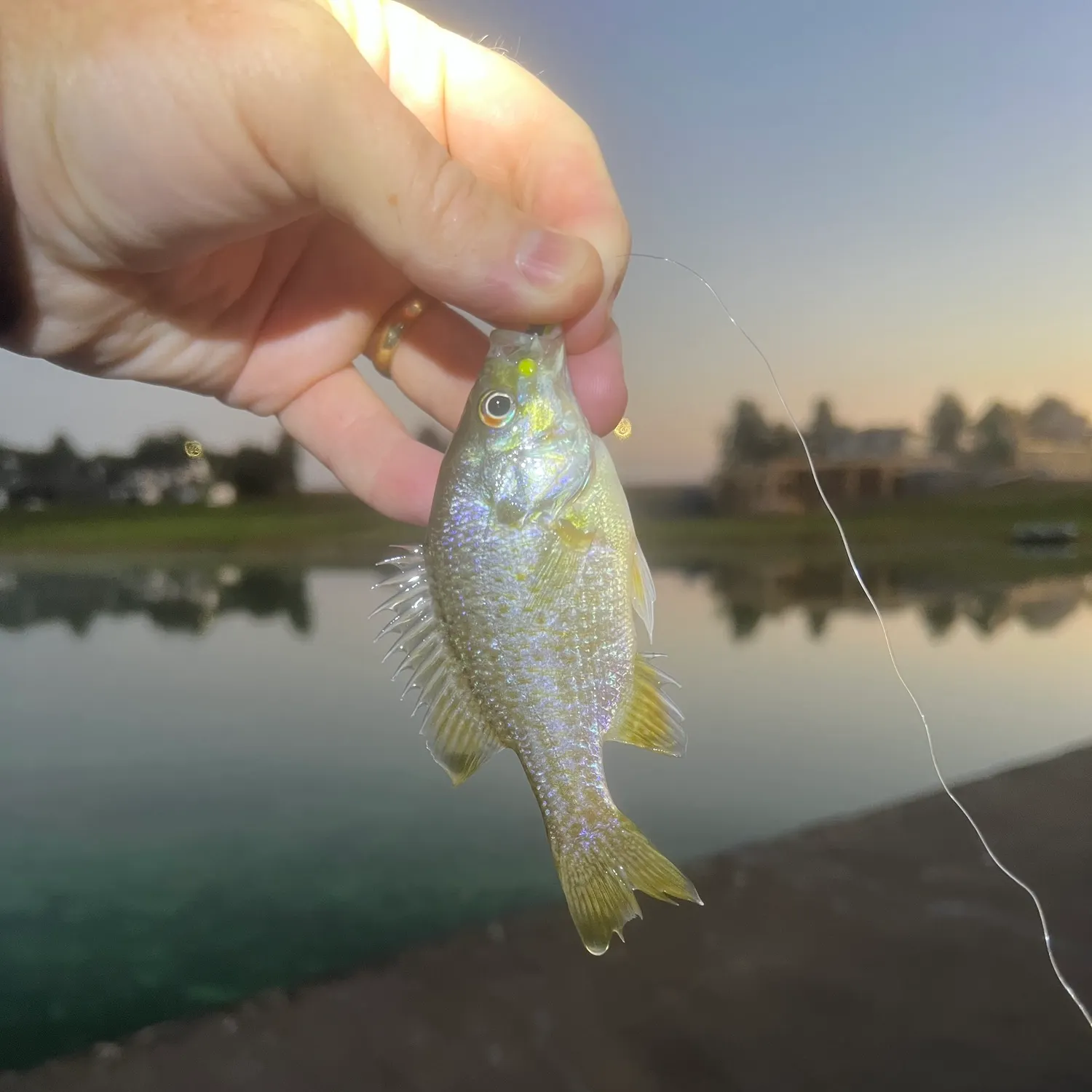 Green sunfish caught on Fishbrain