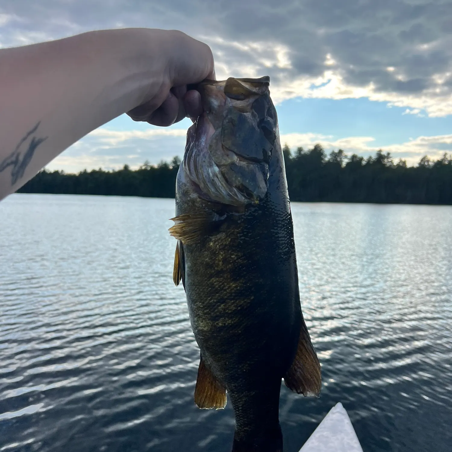 Smallmouth bass caught on Fishbrain