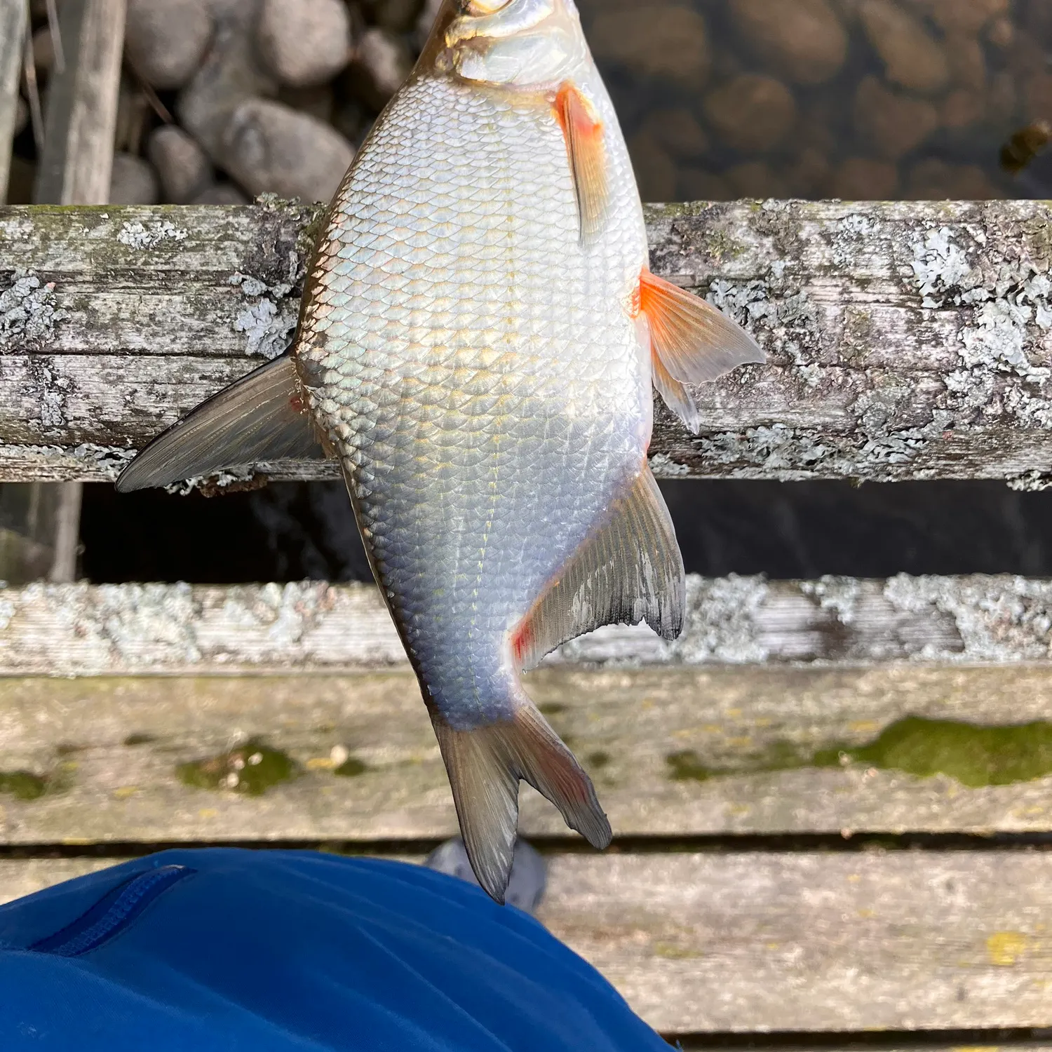 Common bream caught on Fishbrain