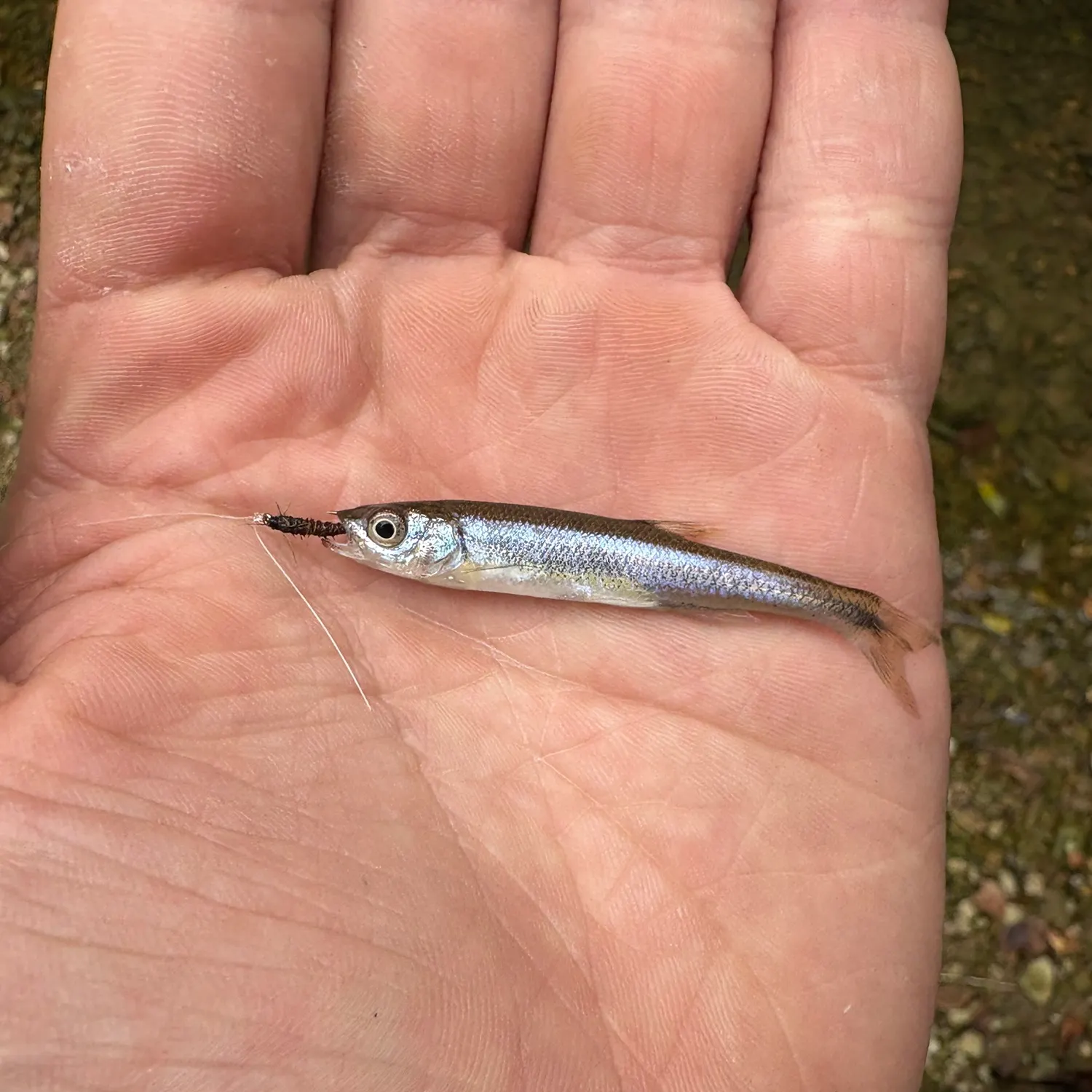 The most recent Striped shiner catches on Fishbrain